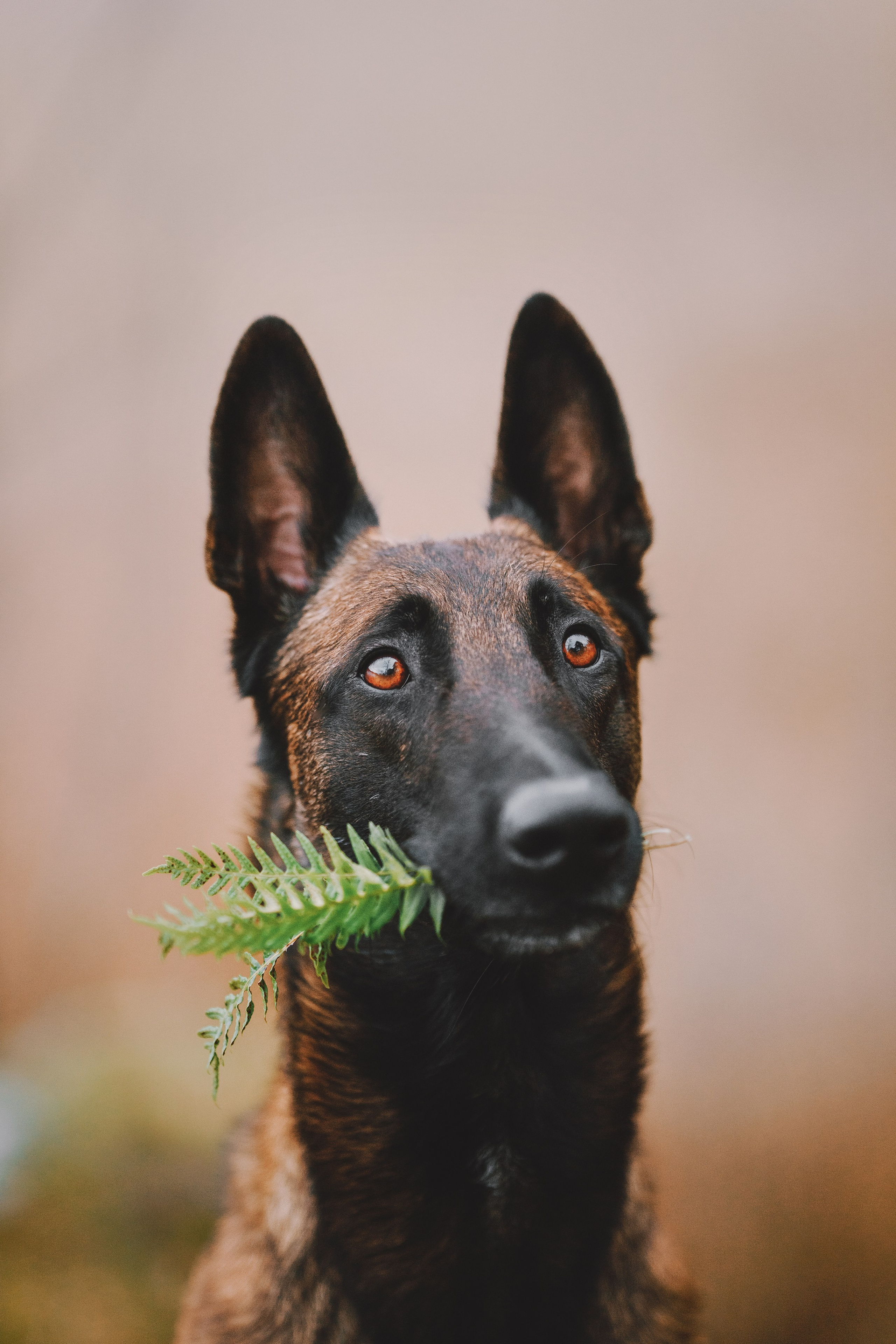 Раш. Фотограф анималист Осипчикова Мария