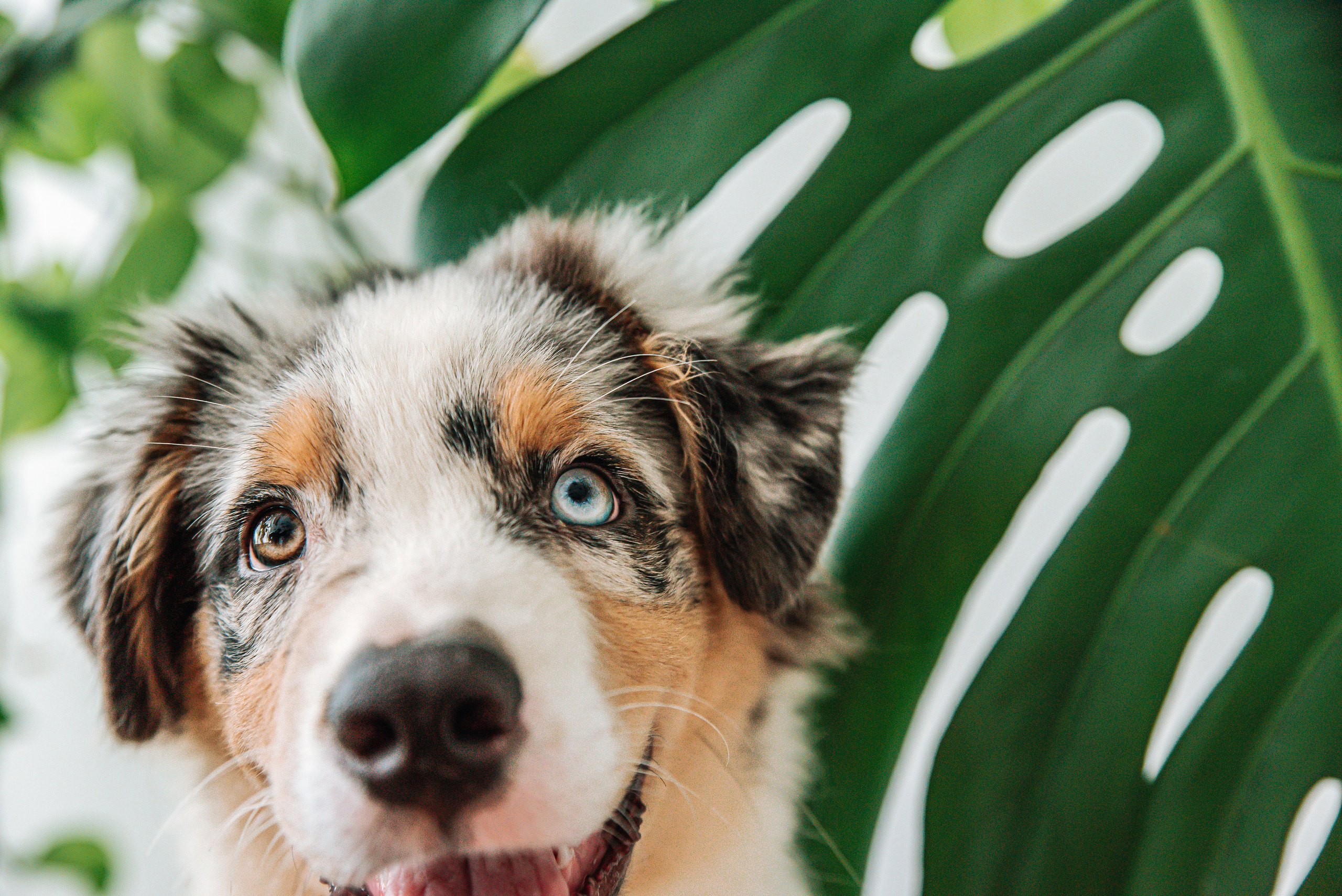 Аусси щенки студия. Главная