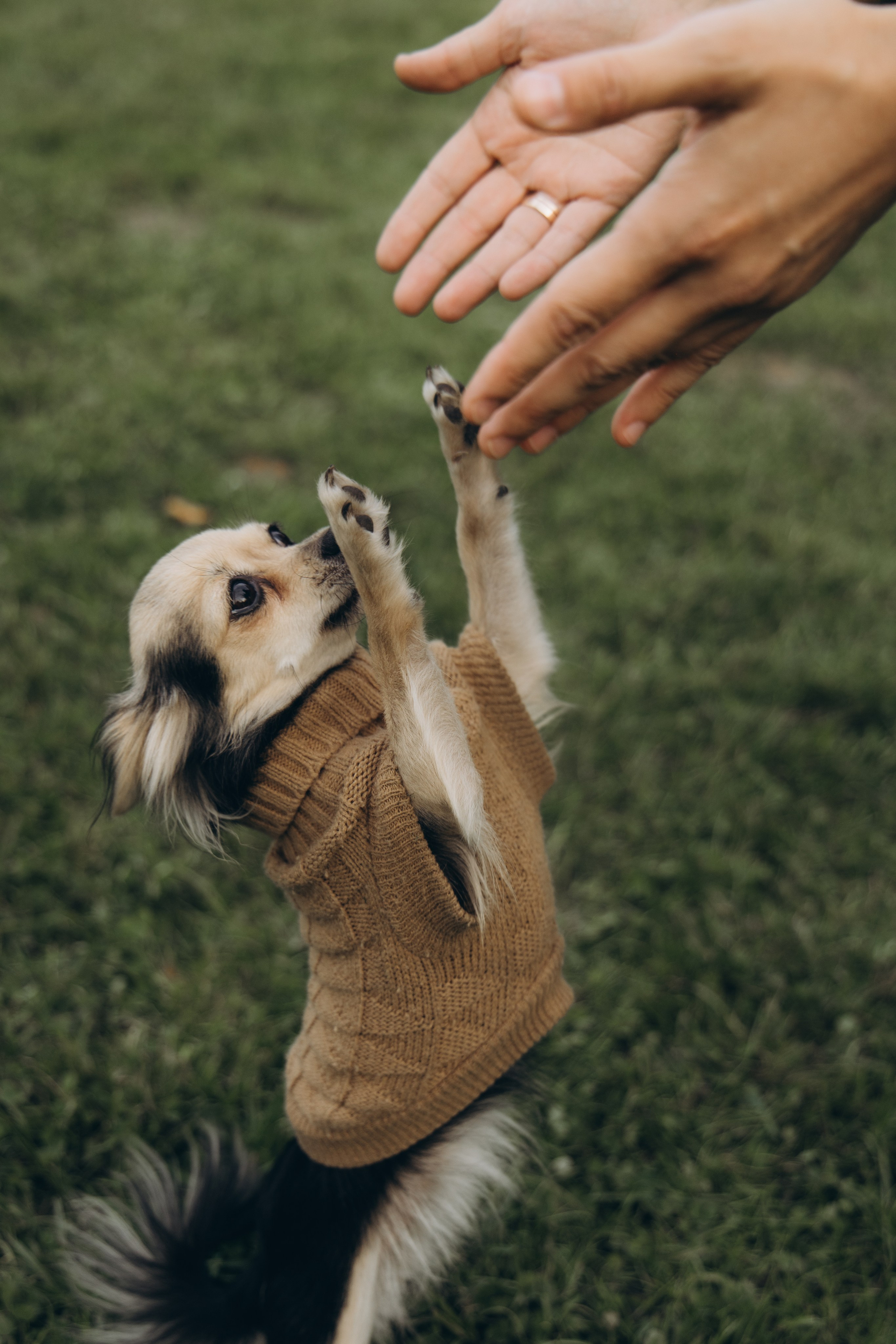 Семейная история в Царицыно. Семейный фотограф в Москве Лоншакова Кристина
