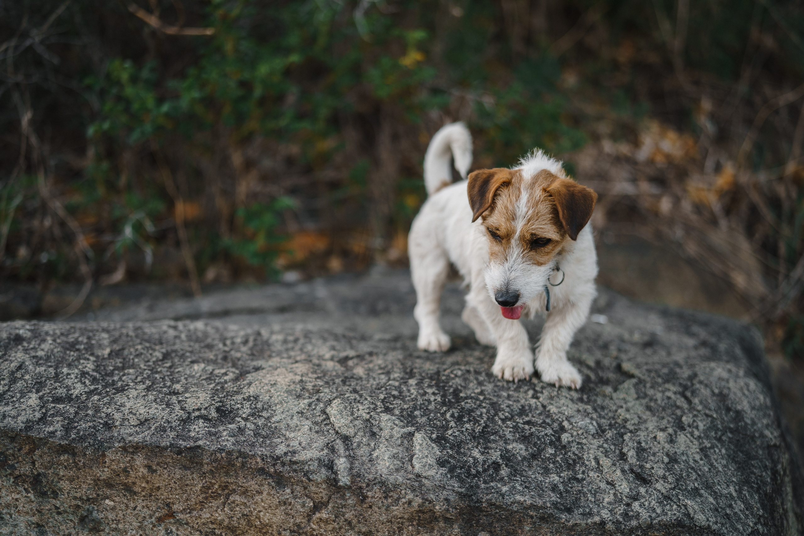 Берег моря воздушный змей и собака. Фотограф Lifestyle в Хабаровске, Владивостоке Землякова Елена