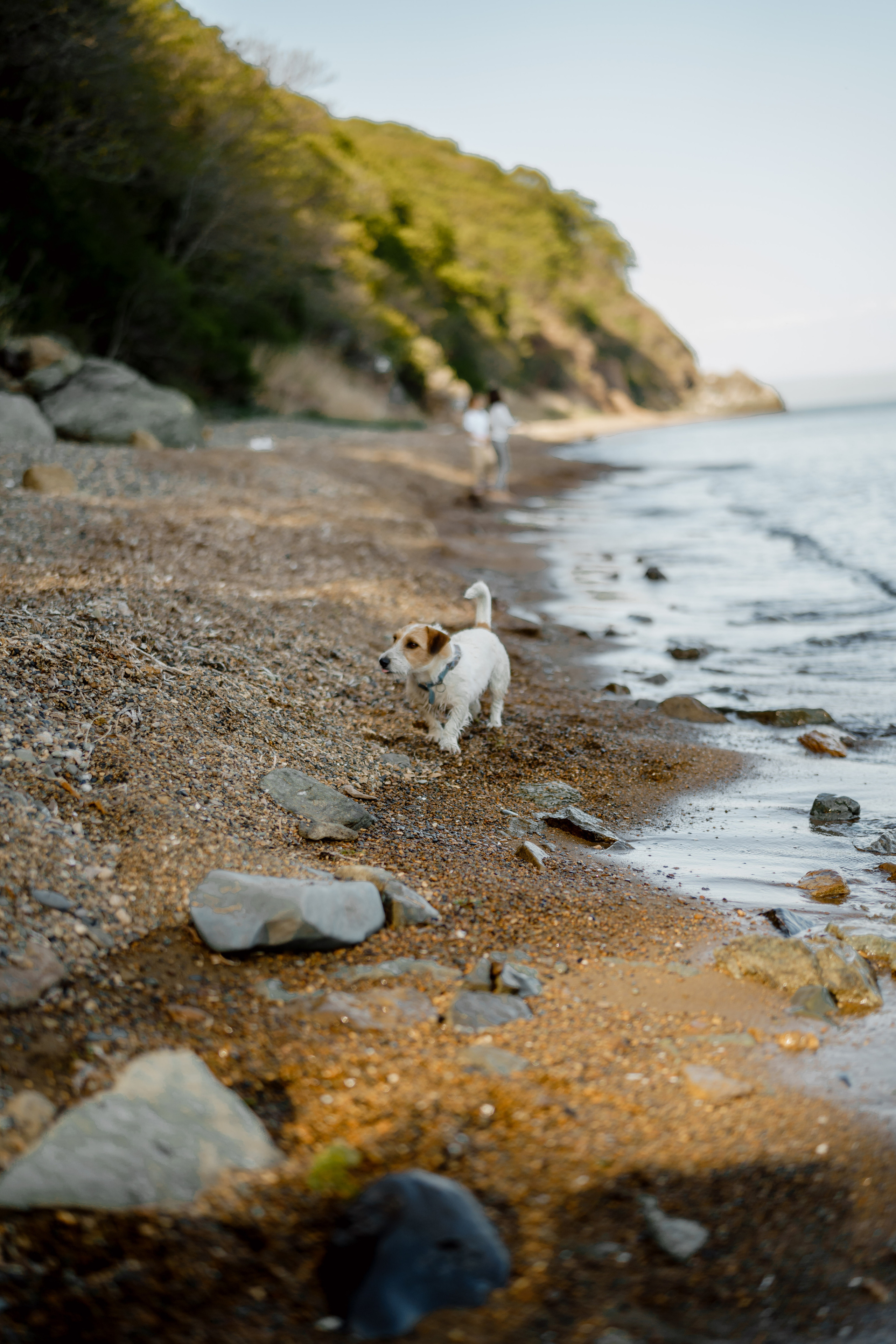 Берег моря воздушный змей и собака. Фотограф Lifestyle в Хабаровске, Владивостоке Землякова Елена