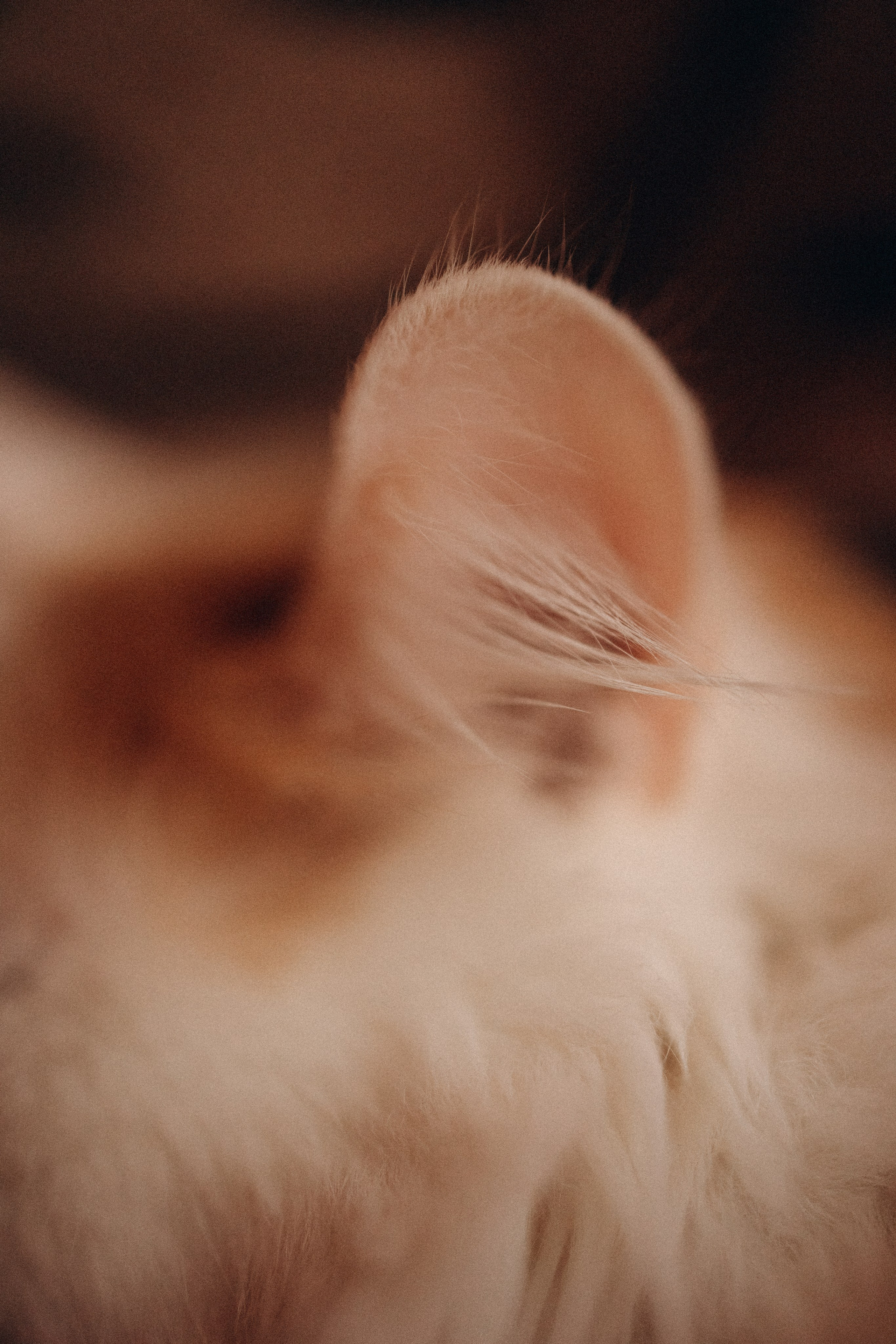 Маша и ее семья. Фотораф — анималист Мария Шистка