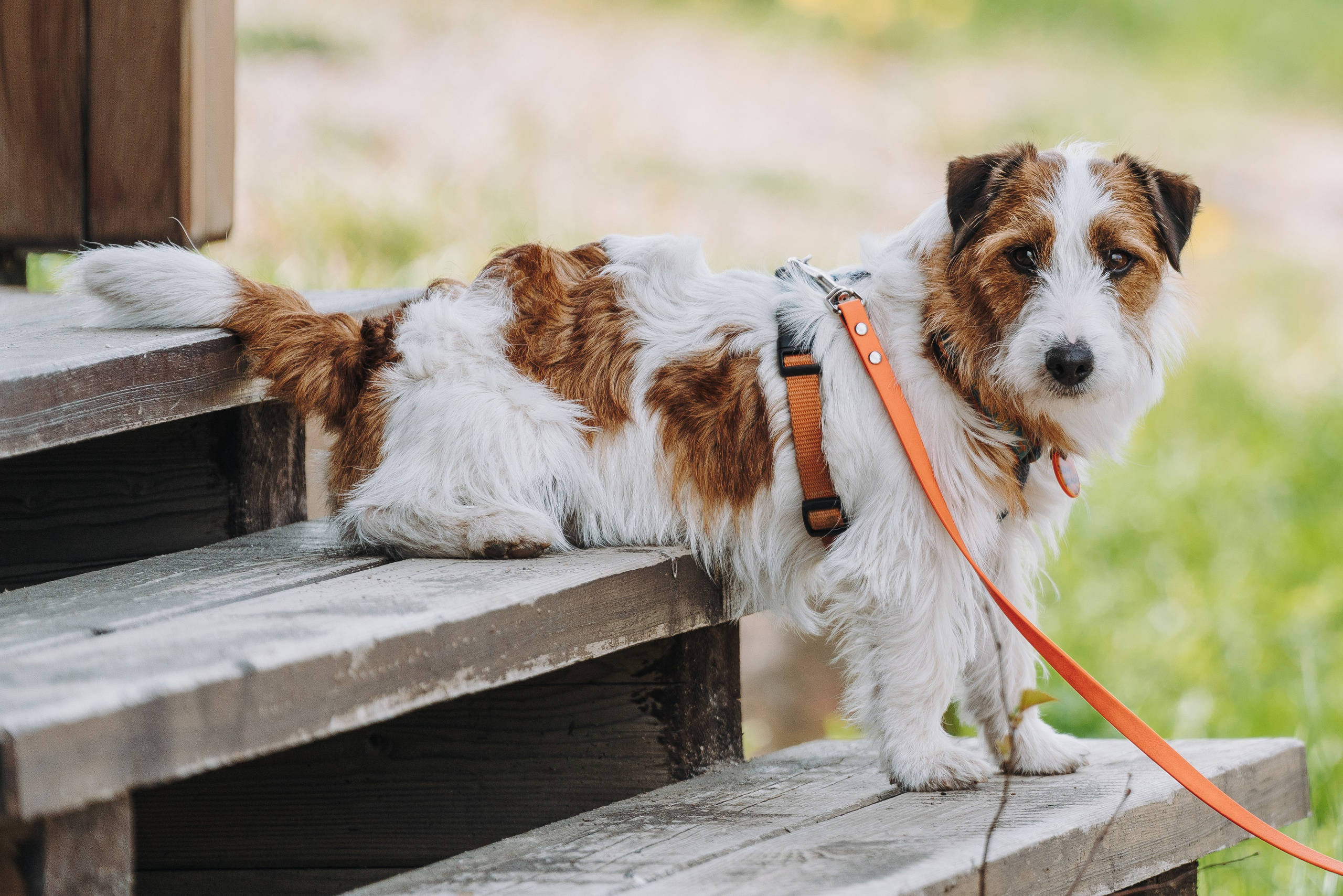 Соревнования по ноузворку в Лосево. Фотограф анималист в Спб недорого Олеся Майорова