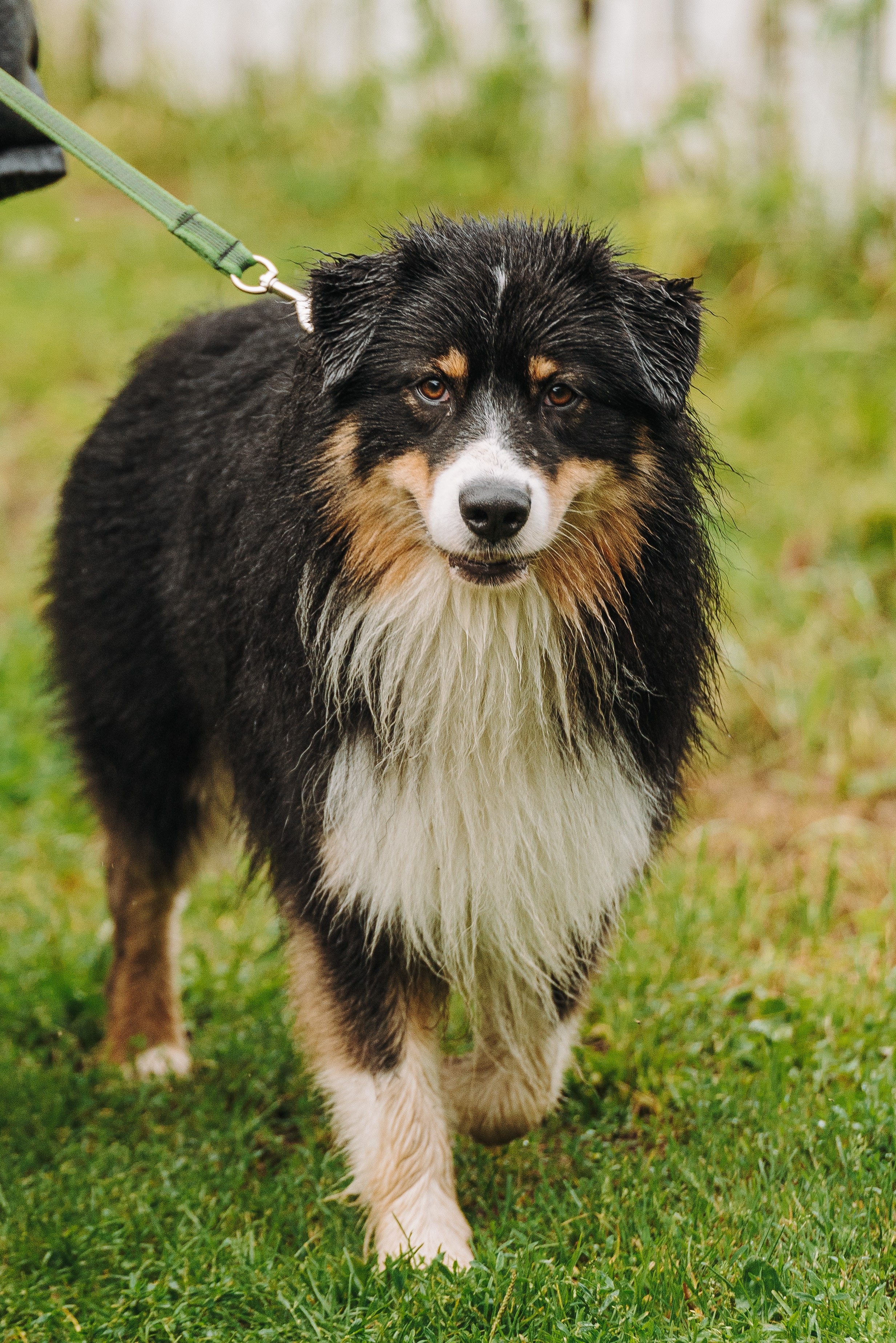Соревнования по ноузворку в Новожилово. Фотограф анималист в Спб недорого Олеся Майорова