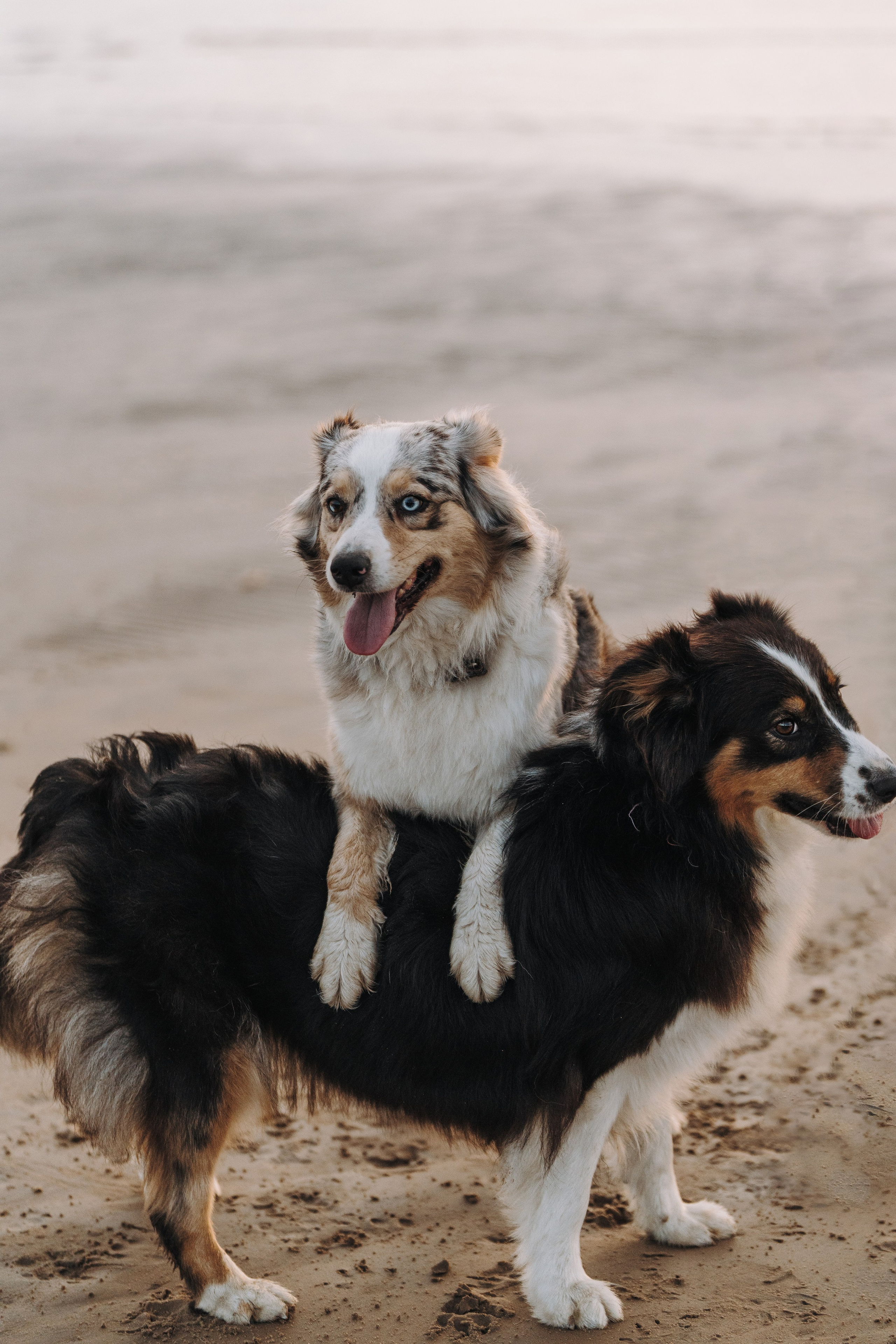 Фотограф анималист в Спб. Фотограф анималист в Спб недорого Олеся Майорова