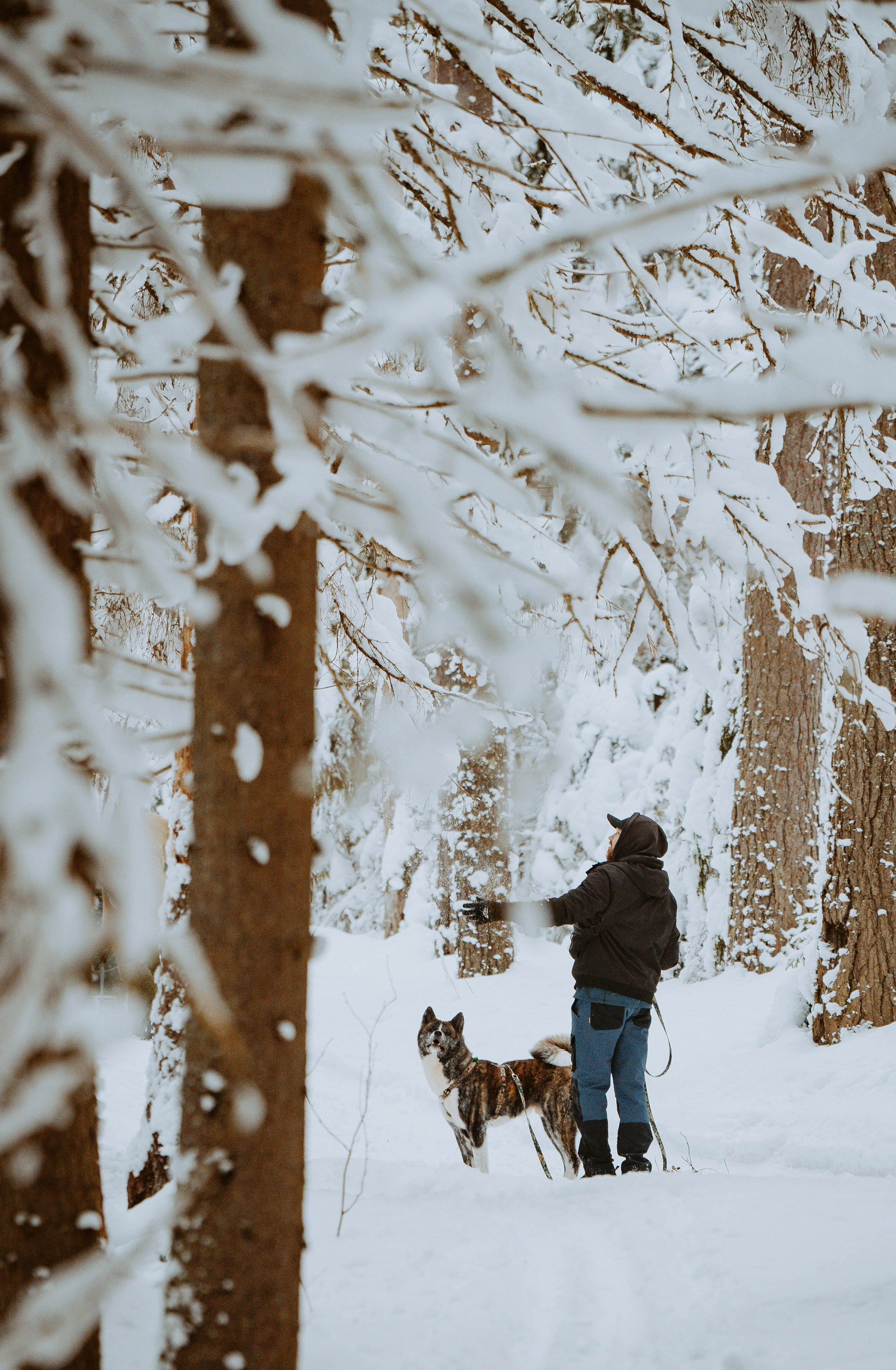 Дог трекинг. Фотограф анималист в Спб недорого Олеся Майорова