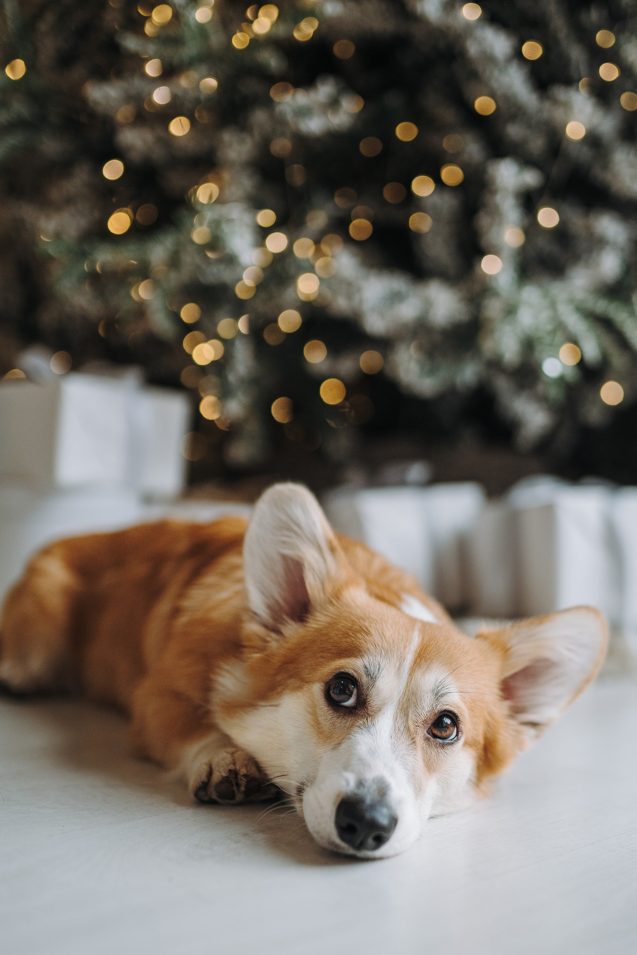 Александра и Бри. Фотограф анималист в Спб недорого Олеся Майорова