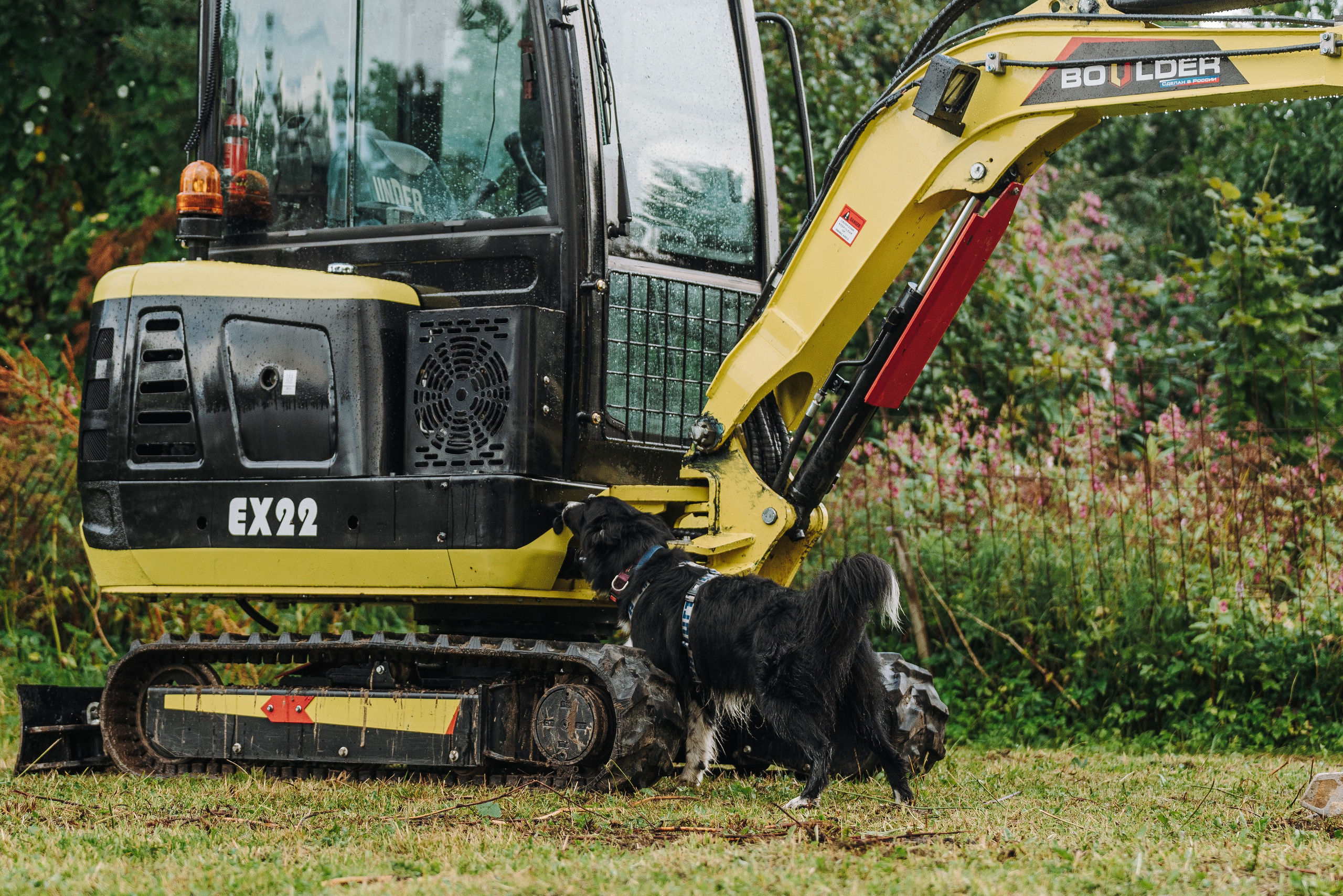 Соревнования по ноузворку в Новожилово. Фотограф анималист в Спб недорого Олеся Майорова