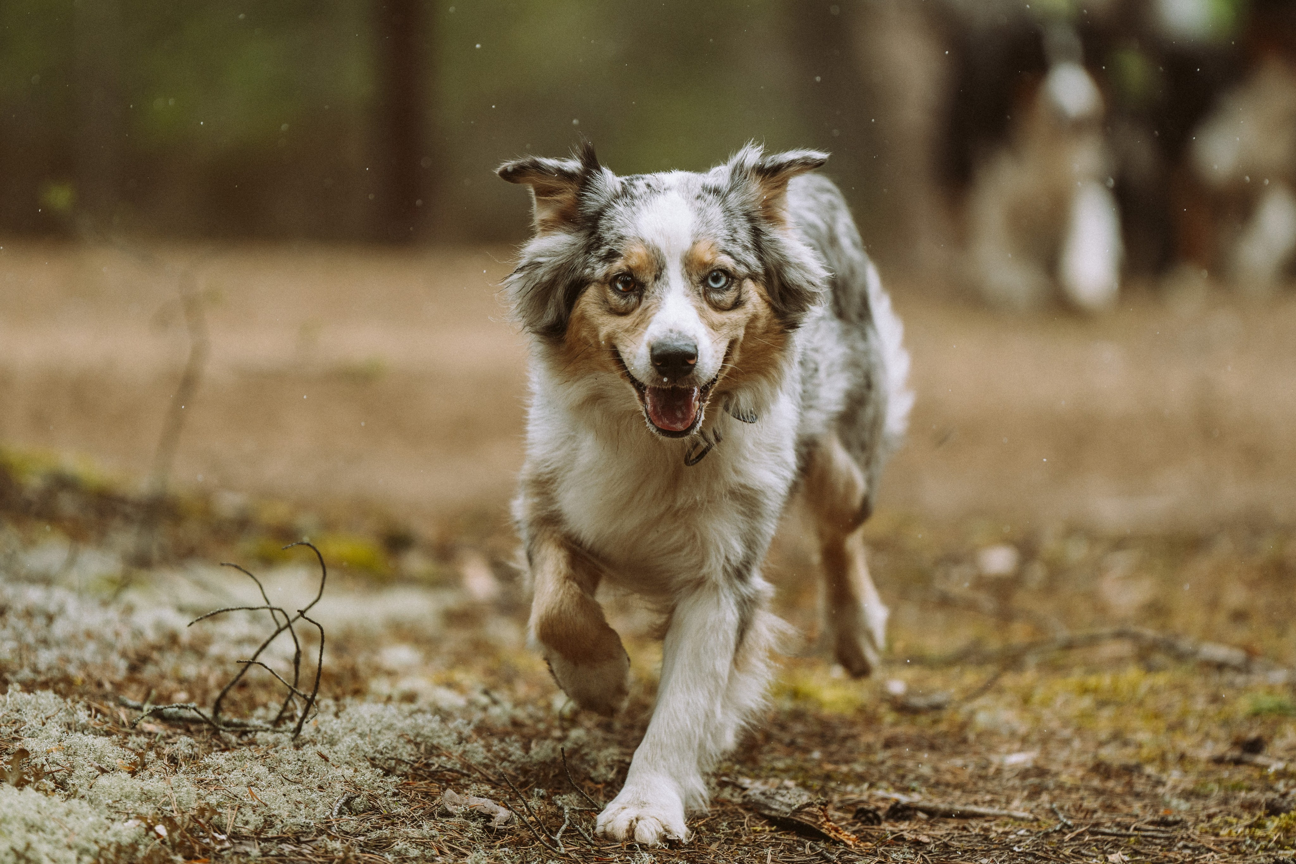Дог трекинг к финскому хутору. Фотограф анималист в Спб недорого Олеся Майорова