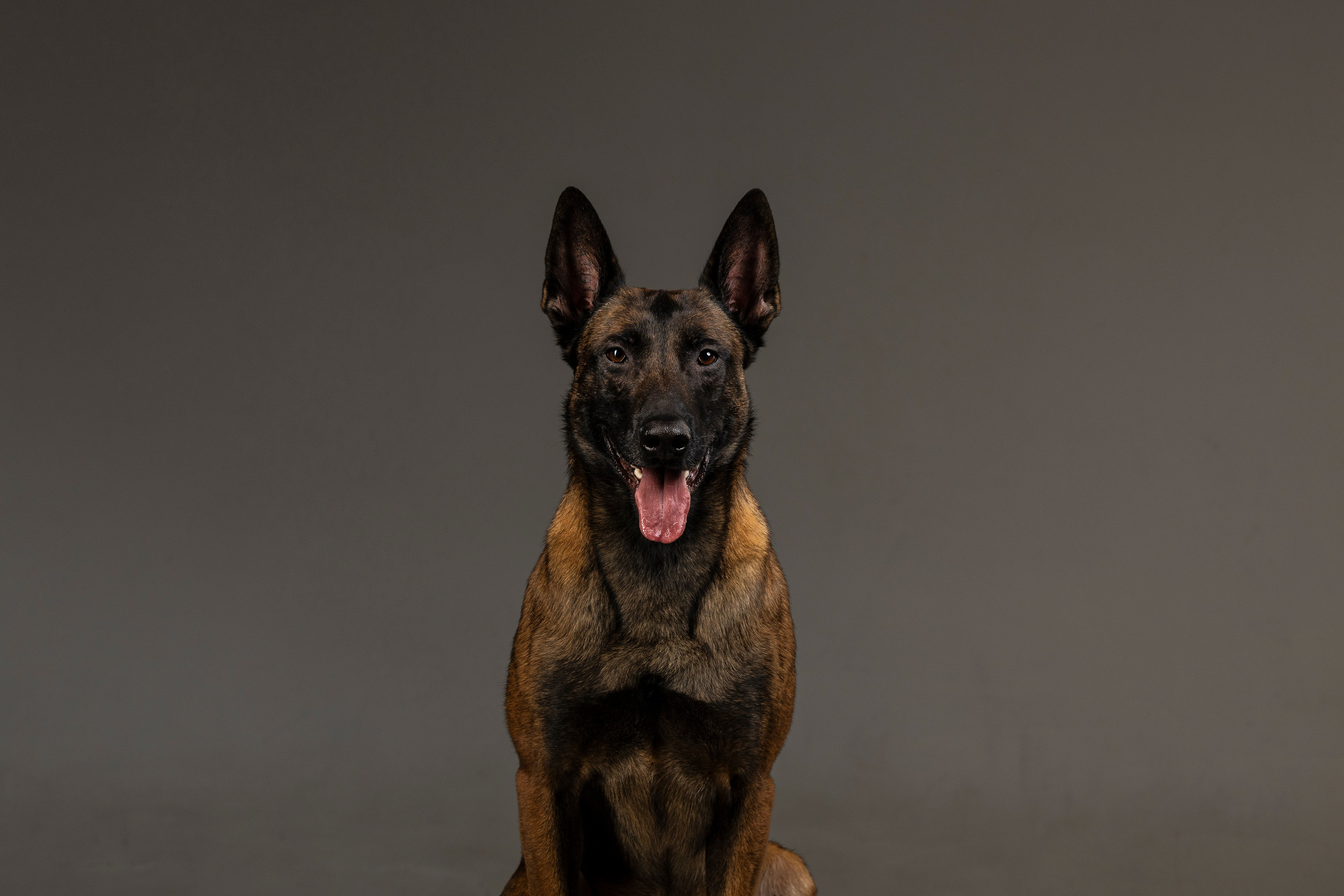 Студия. Фотограф-анималист Анна Маринич