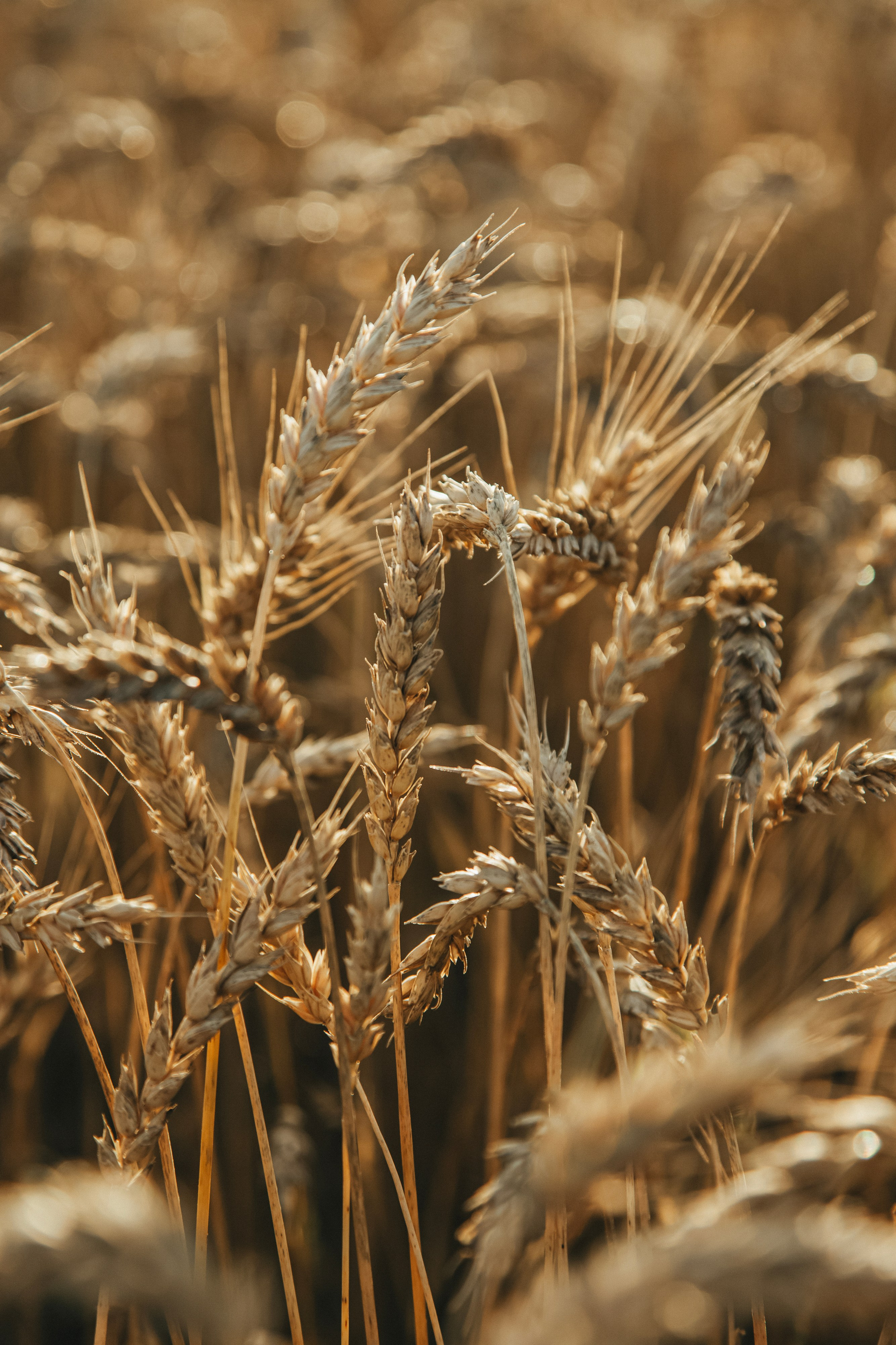 Dima & Tanya. Фотограф Иван Гуляев