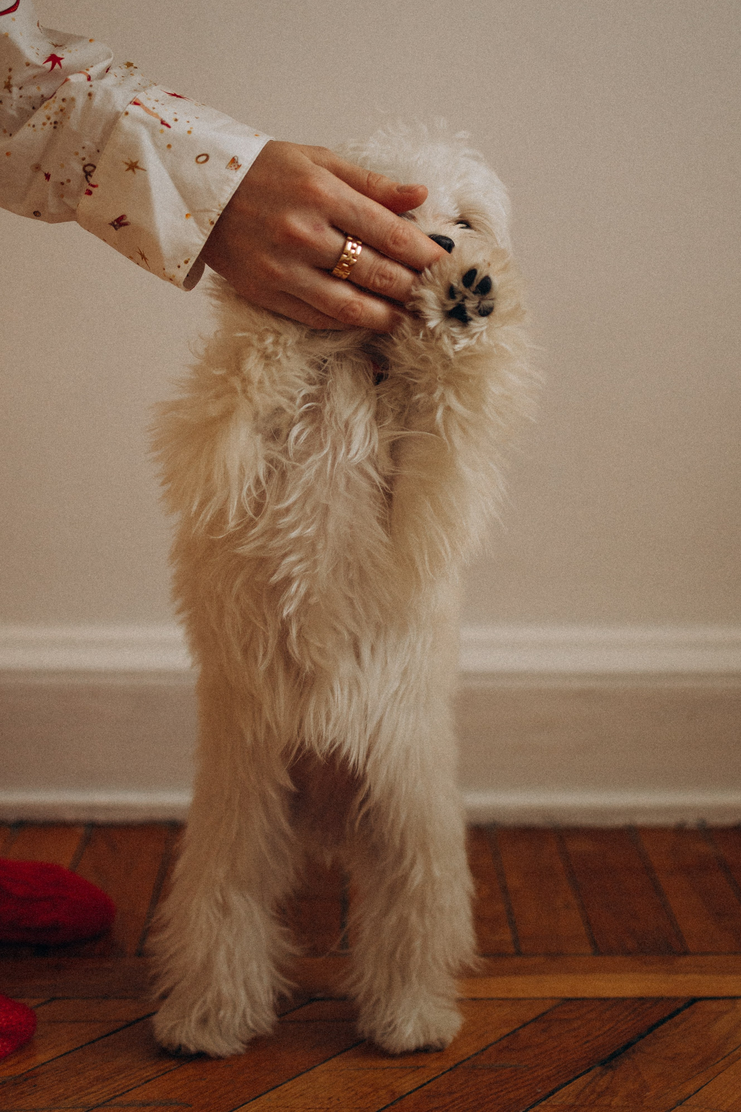 Оля и Бри. Фотораф — анималист Мария Шистка