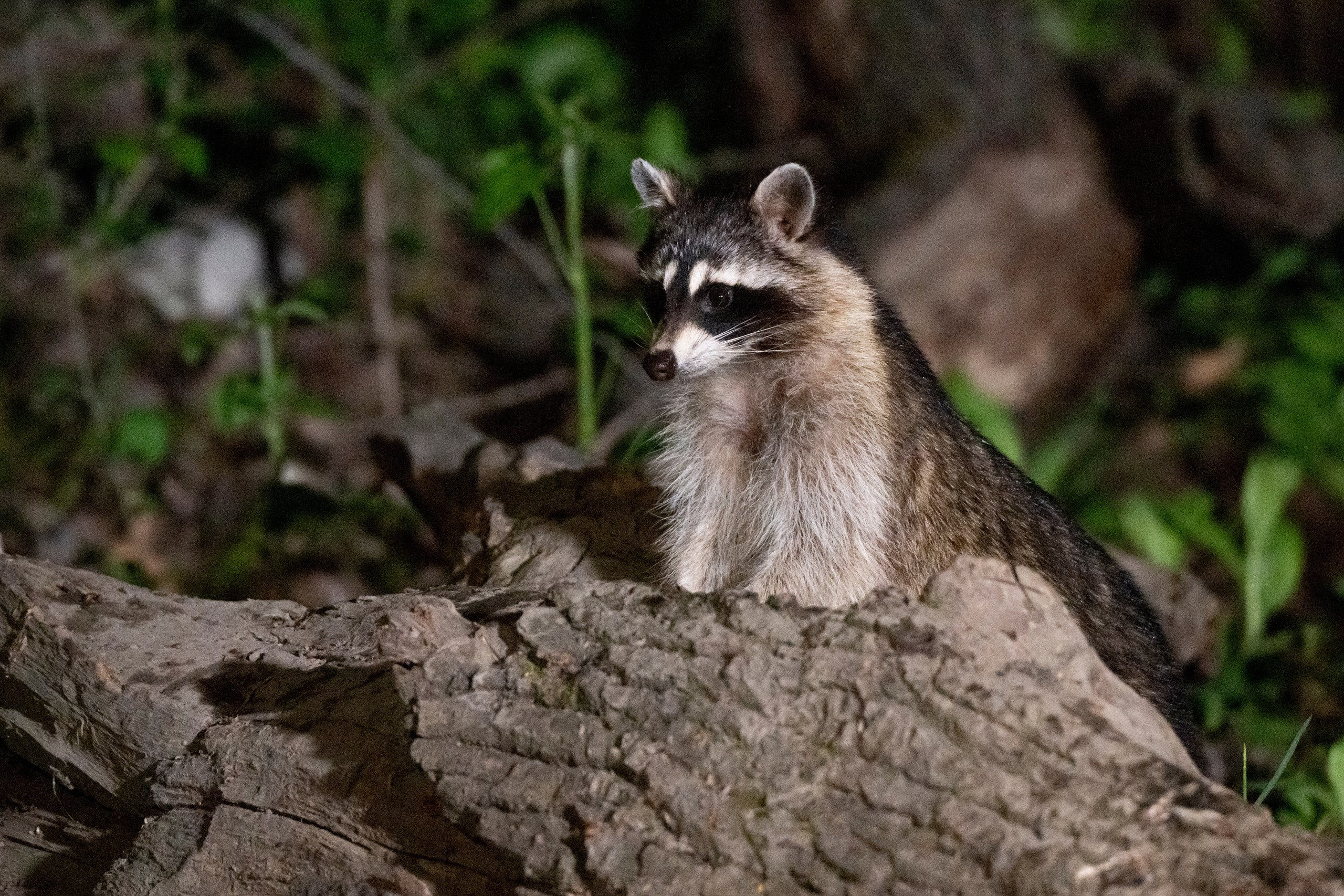 Дикая природа Дагестана. Май 2025 г. Foto-Zuev фотография как искусство