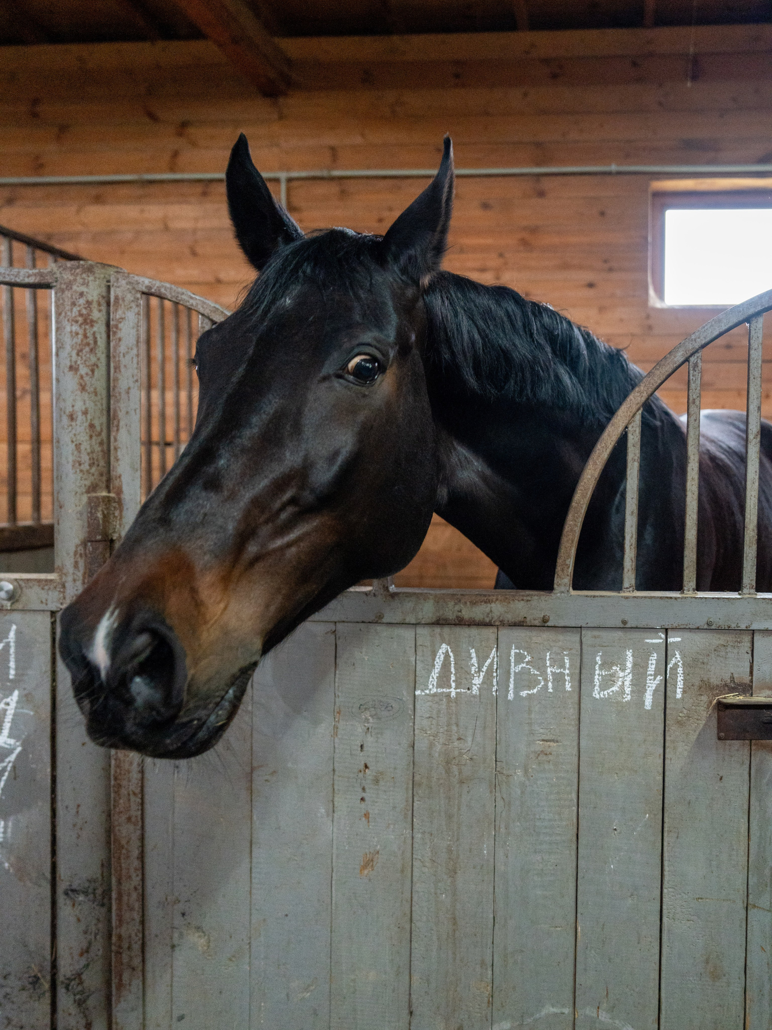 MICE мероприятие на ферме Экзархо. Репортажный фотограф в Красной Поляне и Сочи Павлюченко Екатерина