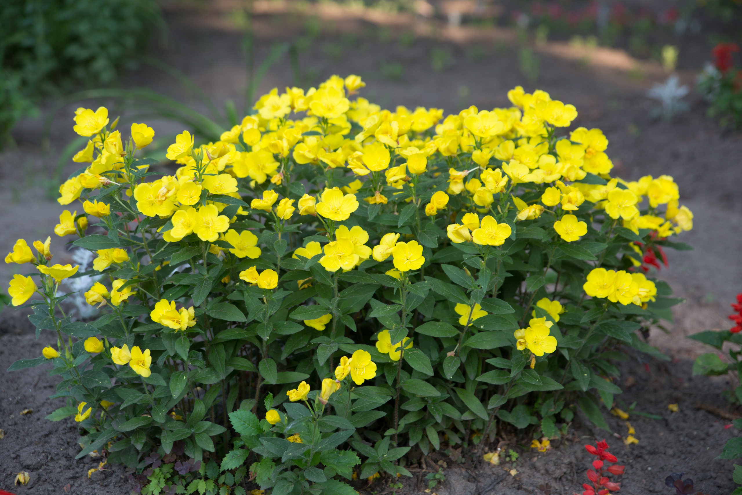 Г. Ярославль. Студия Максима Белослюдцева