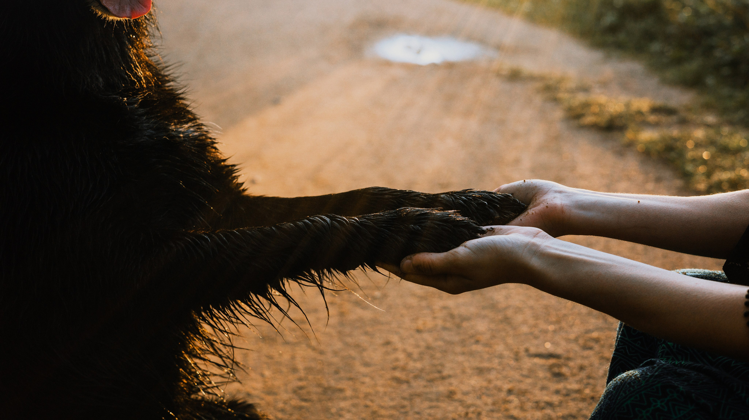 Лиза и Коди. Фотограф-анималист Богданова Полина
