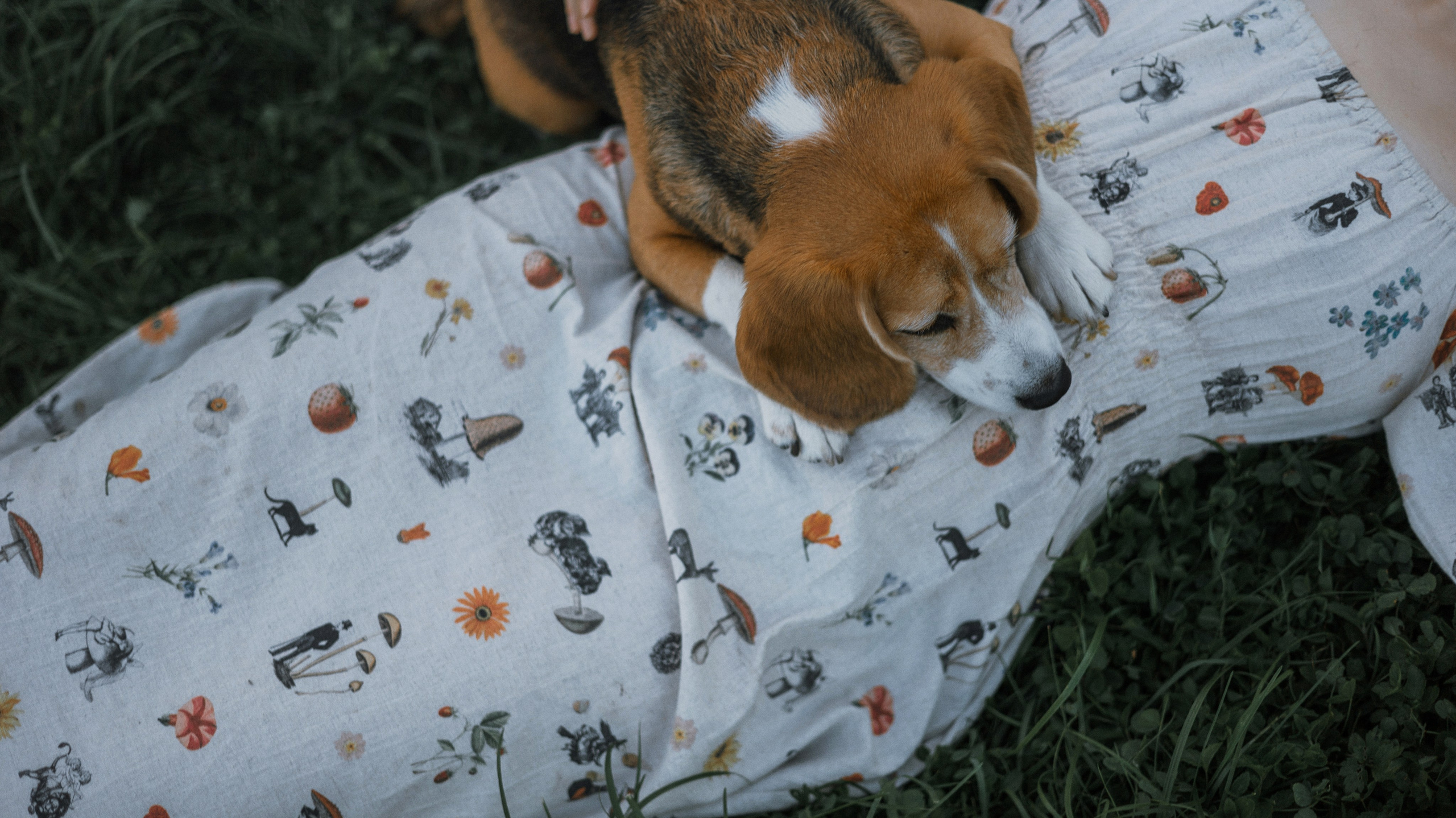 Лиза и Сара. Фотограф-анималист Богданова Полина