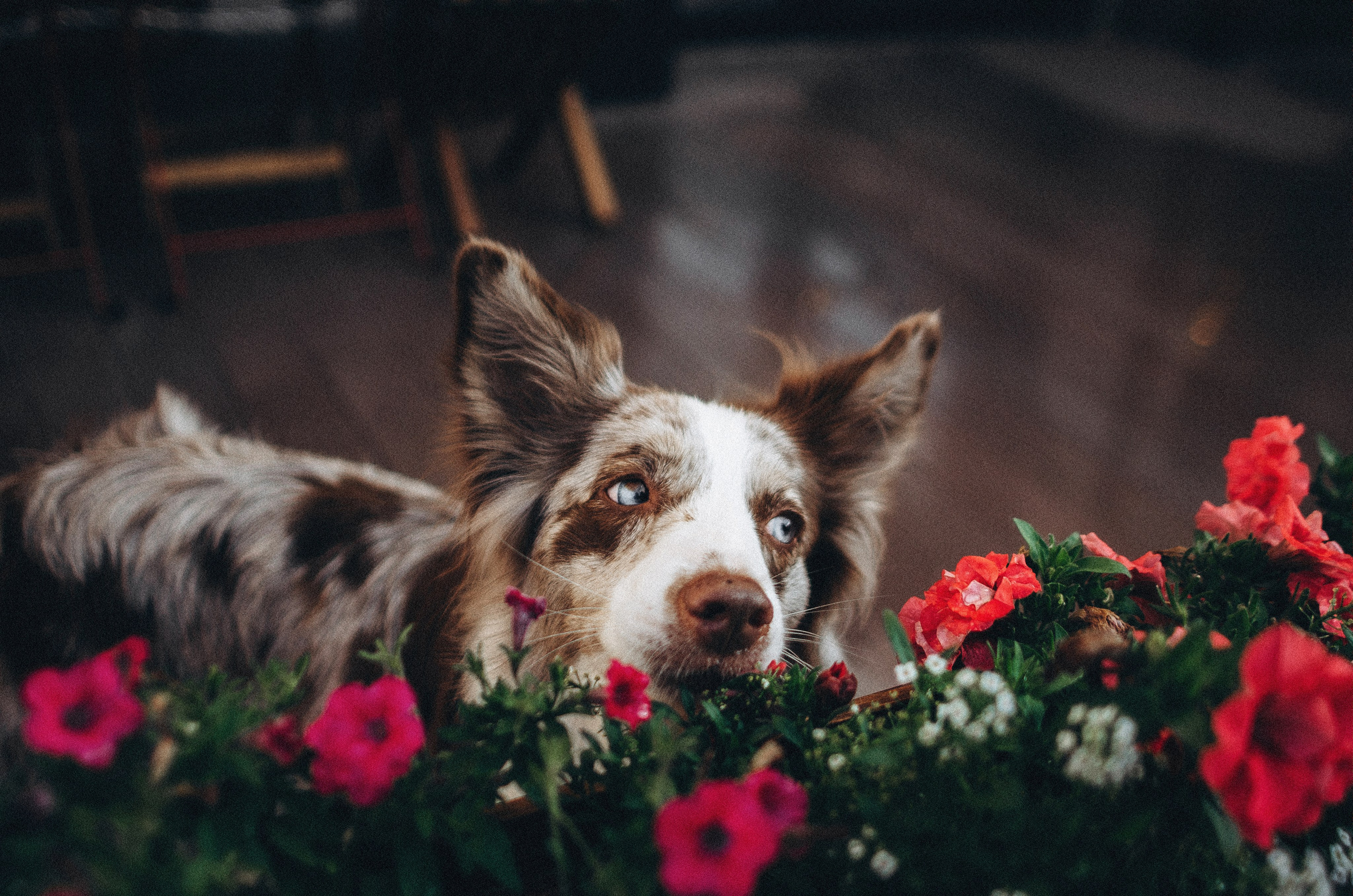Алина и Бруна. Фотограф-анималист Богданова Полина