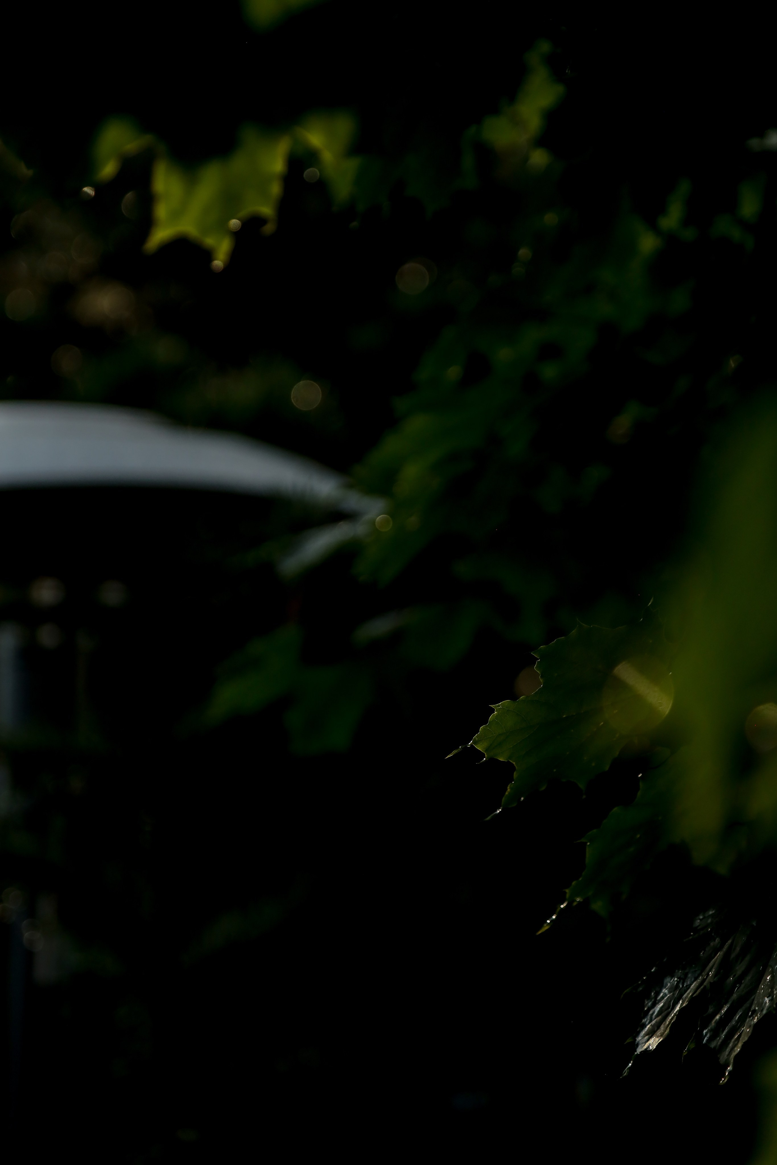 DIS регата2024. Фотограф Антон Чупринин