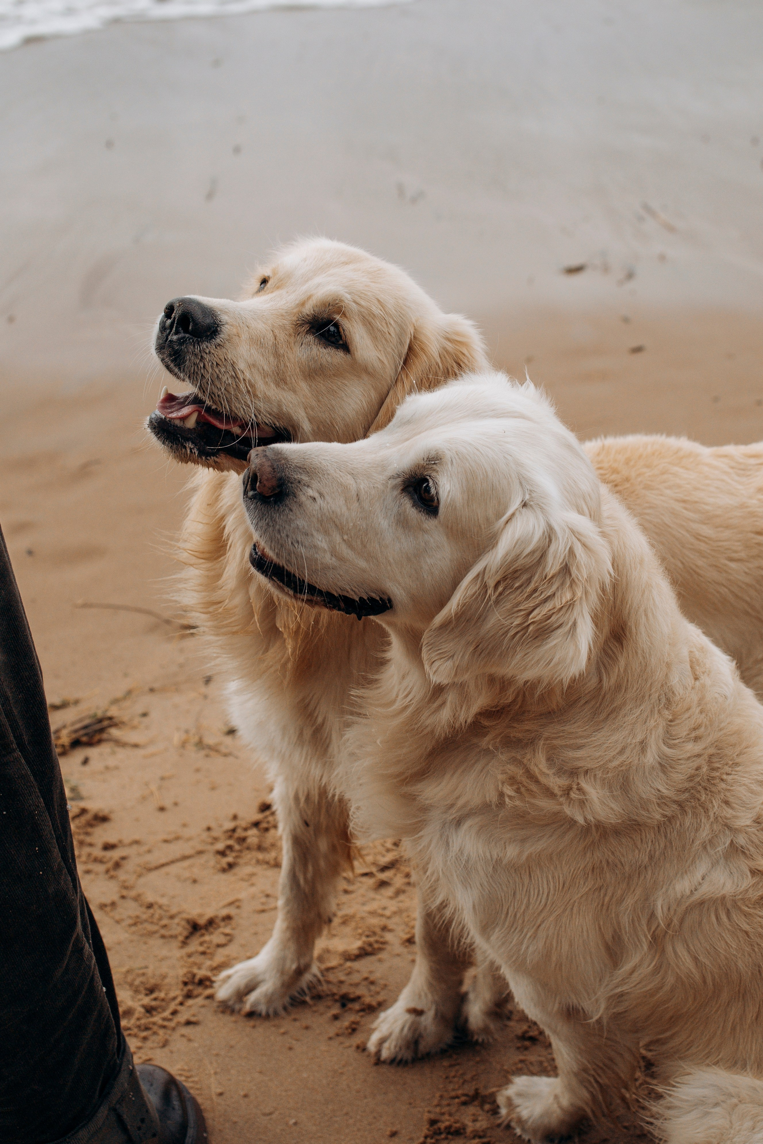 Прогулка Насти с Арчи и Арагоном. Фотограф-анималист в Санкт-Петеребурге Титова Алиса