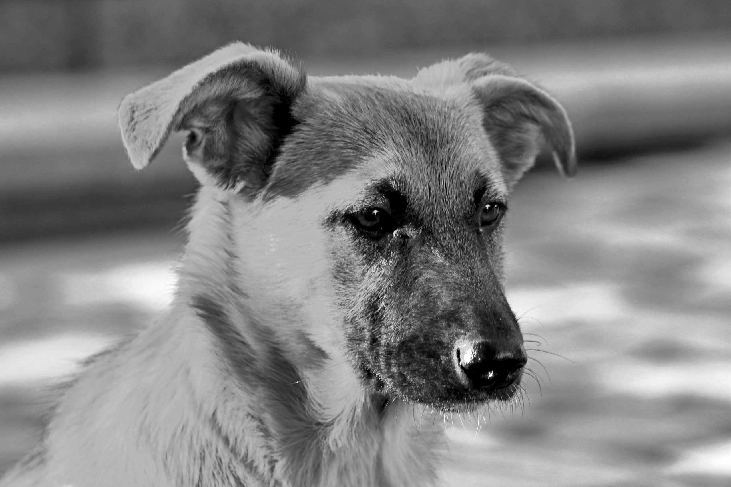 Черно-белое. Фотограф из Донецка Александр Турко