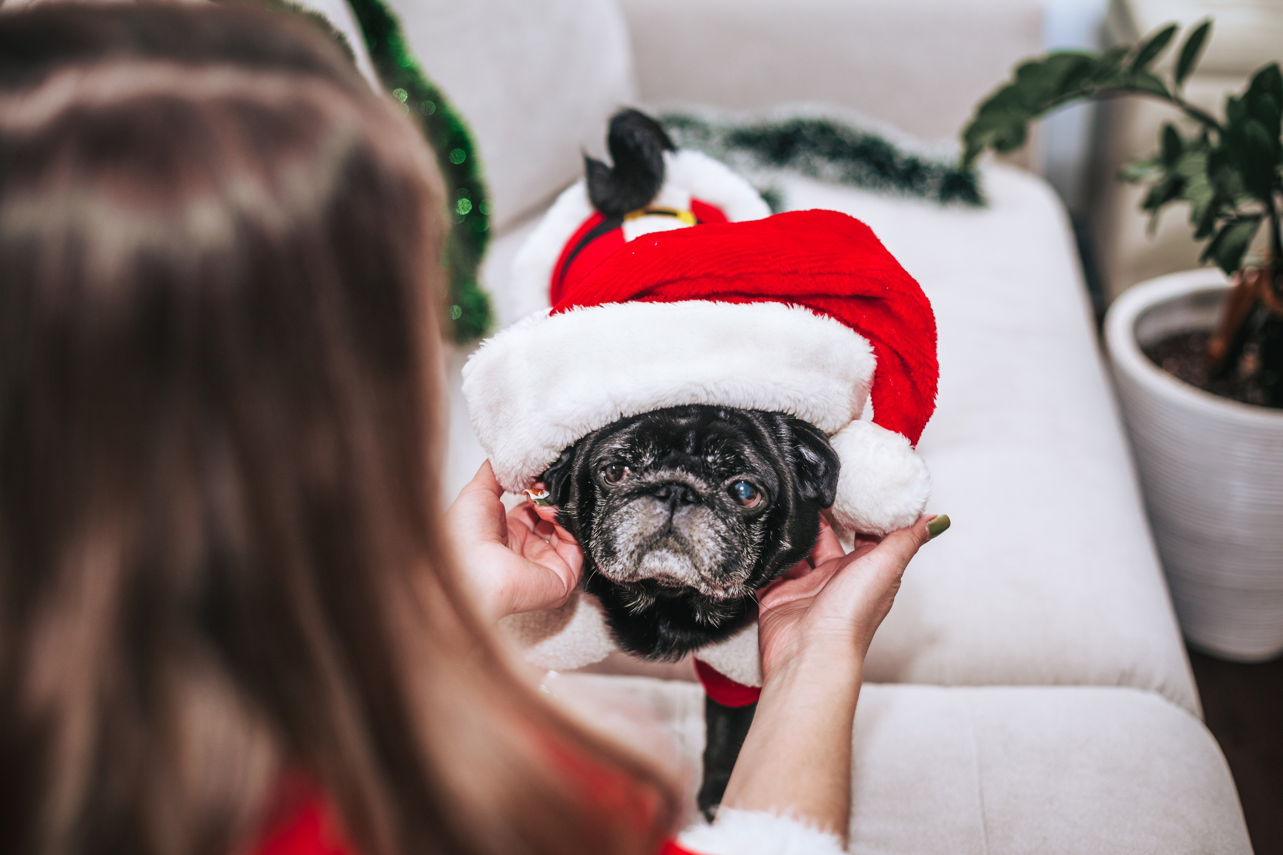 Домашняя фотосессия Оли и двух ее мопсов. Фотограф-анималист Татьяна Степанова