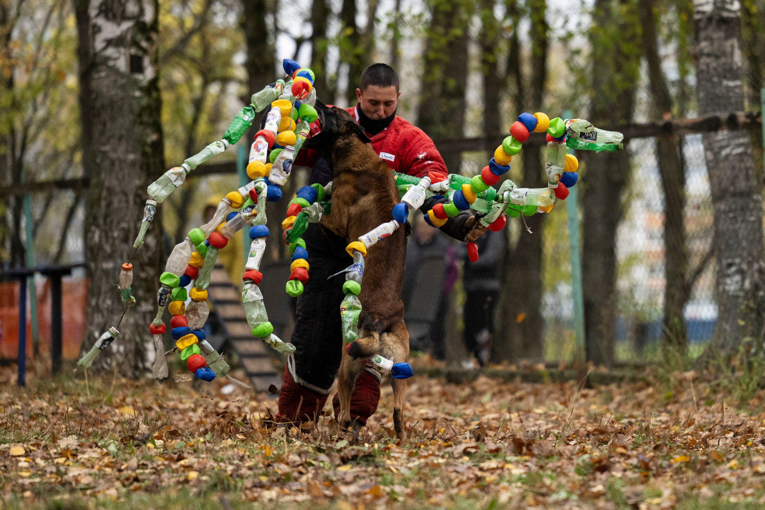 Соревнования по Мондьорингу г. Вологда. Фотограф-анималист Анна Маринич