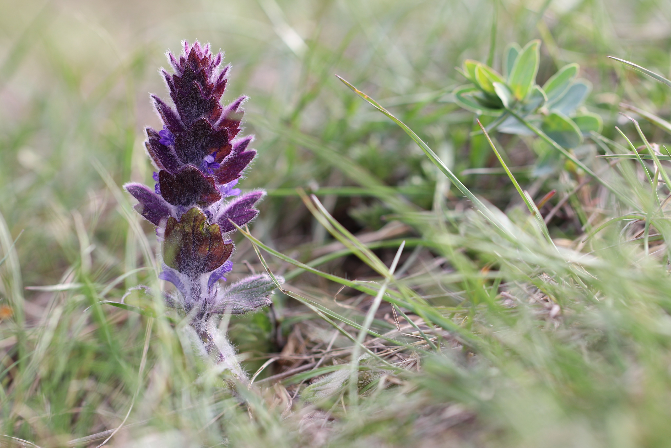 Крым. ЮБК (Бахчисарай, Кастрополь, Таракташская тропа). Май 2021. Путешественник-фотограф из Санкт-Петербурга Татьяна Свистулина