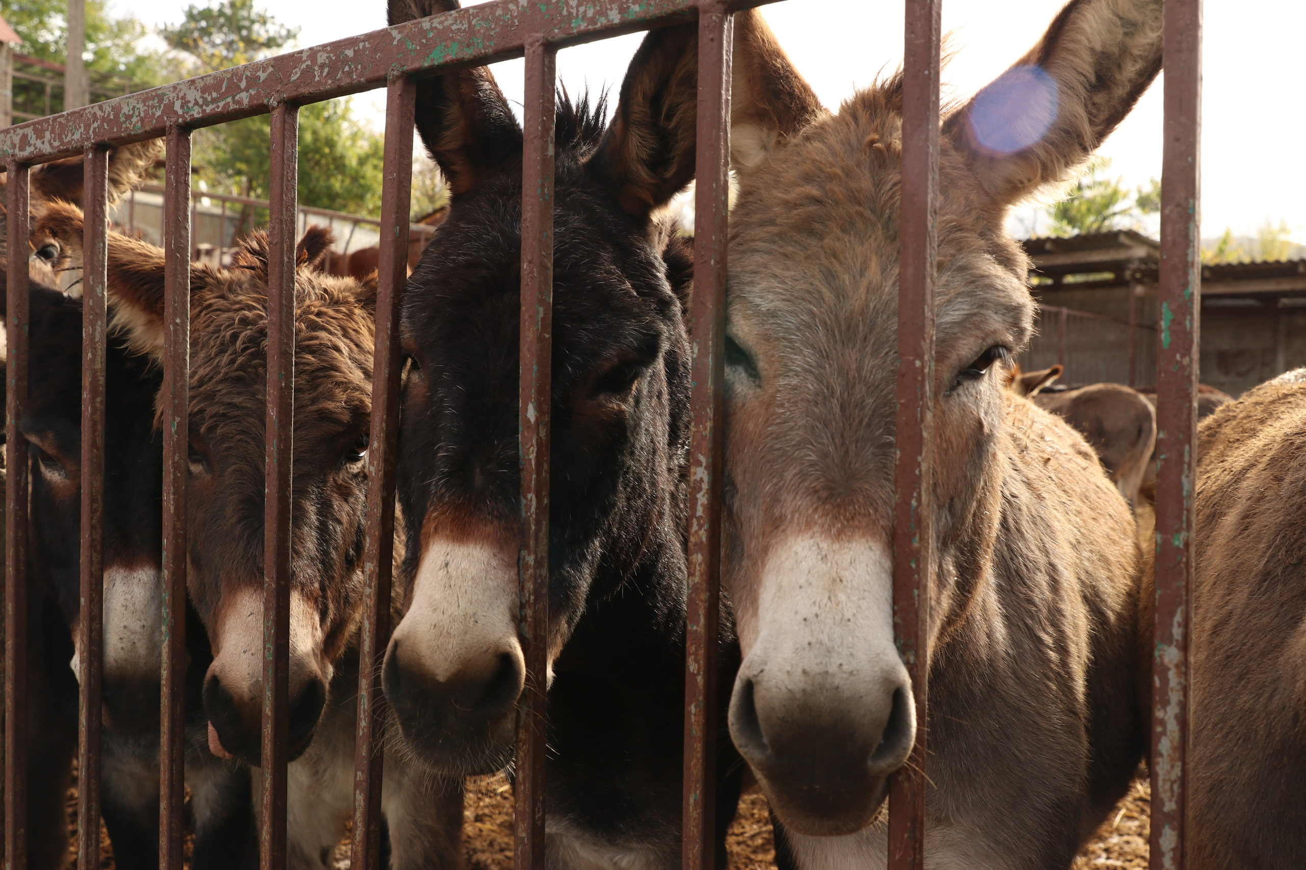 Крым. ЮБК (Гурзуф, Судак и их окрестности). Ноябрь 2023. Путешественник-фотограф из Санкт-Петербурга Татьяна Свистулина
