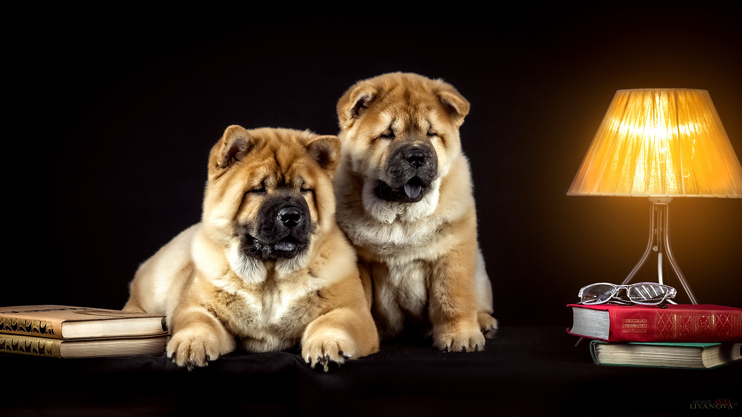 Смуфы. Фотограф анималист Аня Ливанова | Рыбинск