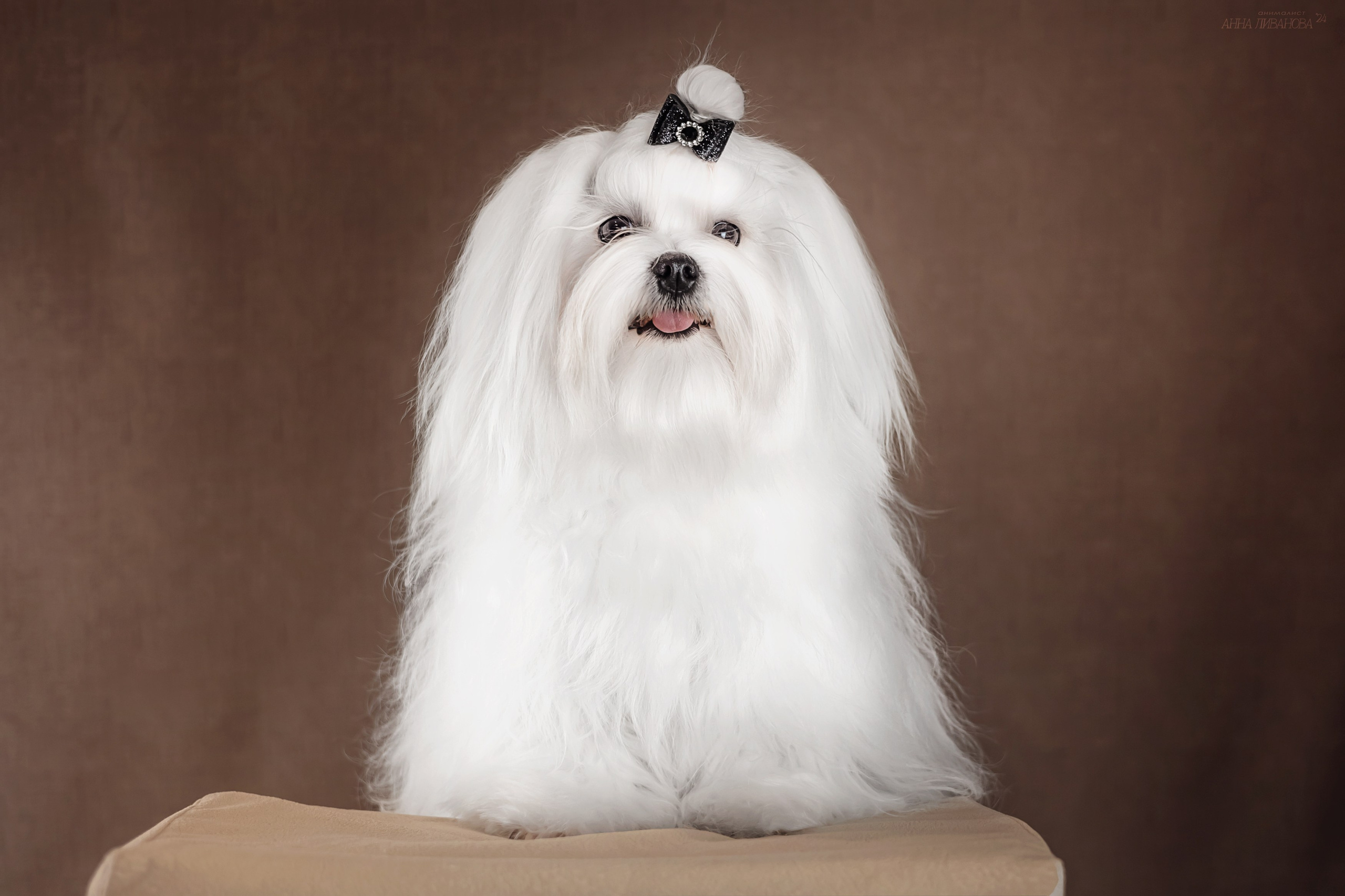 Мальтезе. Фотограф анималист Аня Ливанова | Рыбинск