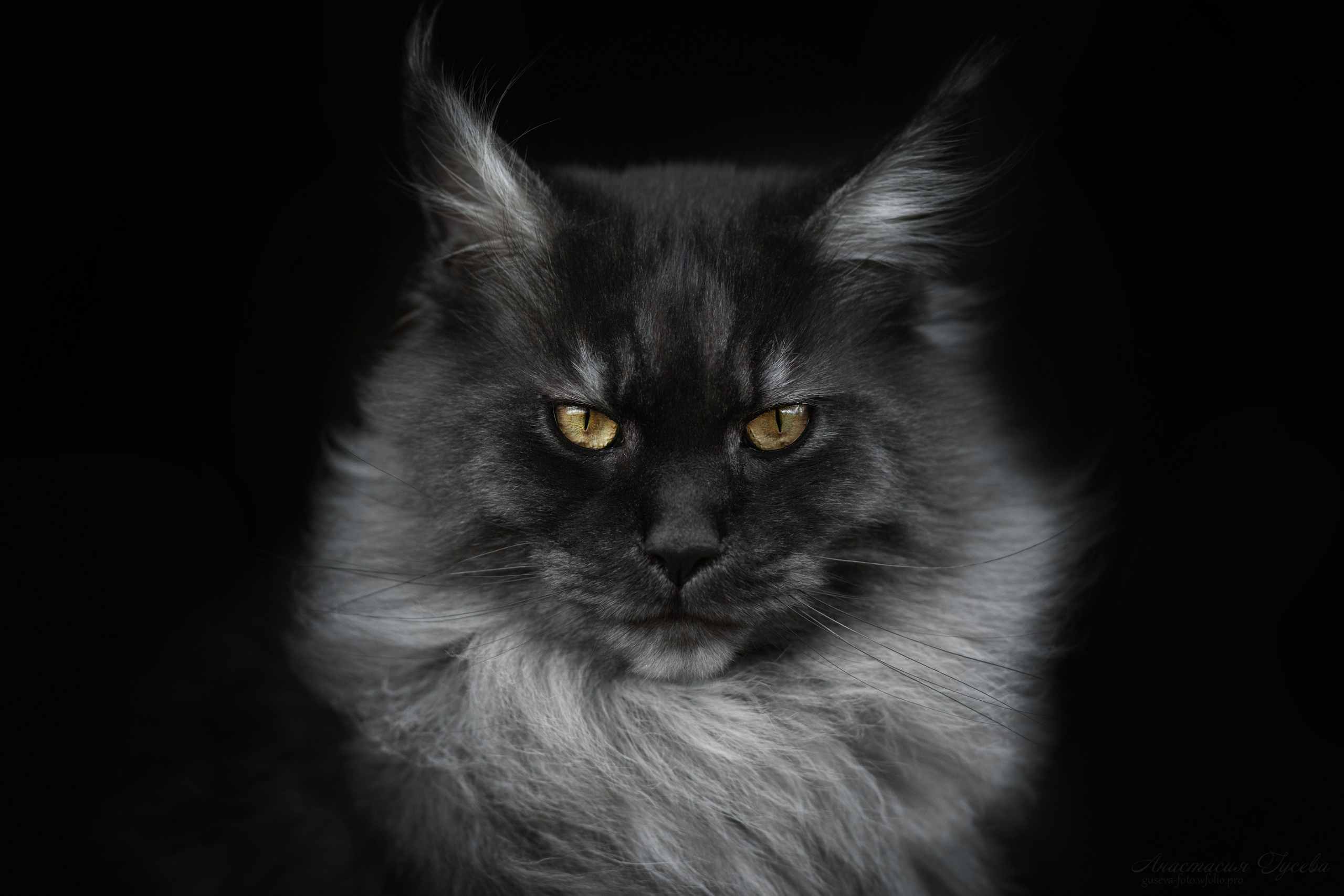 портрет сурового серого мейн куна на черном фоне