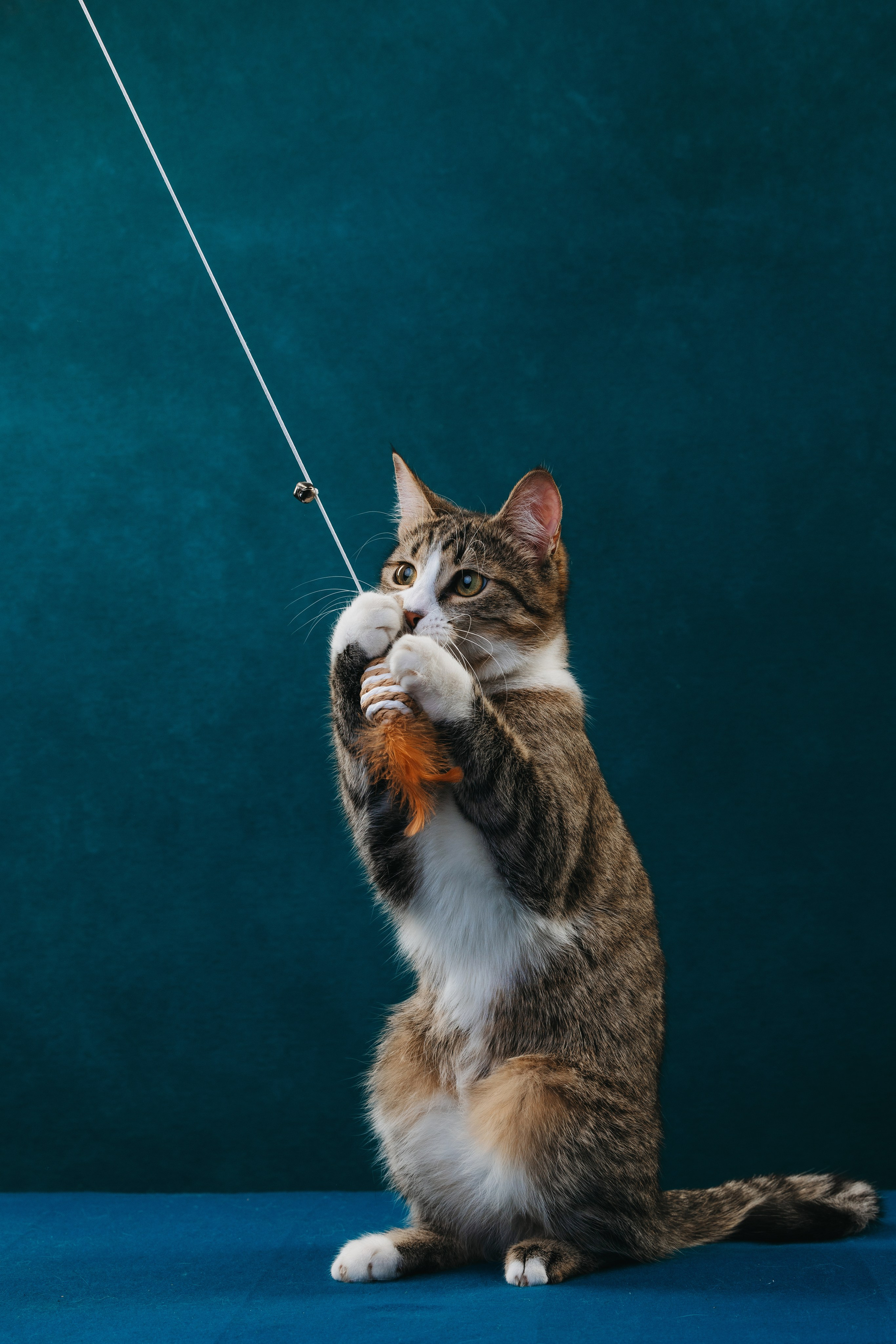 Коты Сет и Квентин. Фотограф анималист Осипчикова Мария