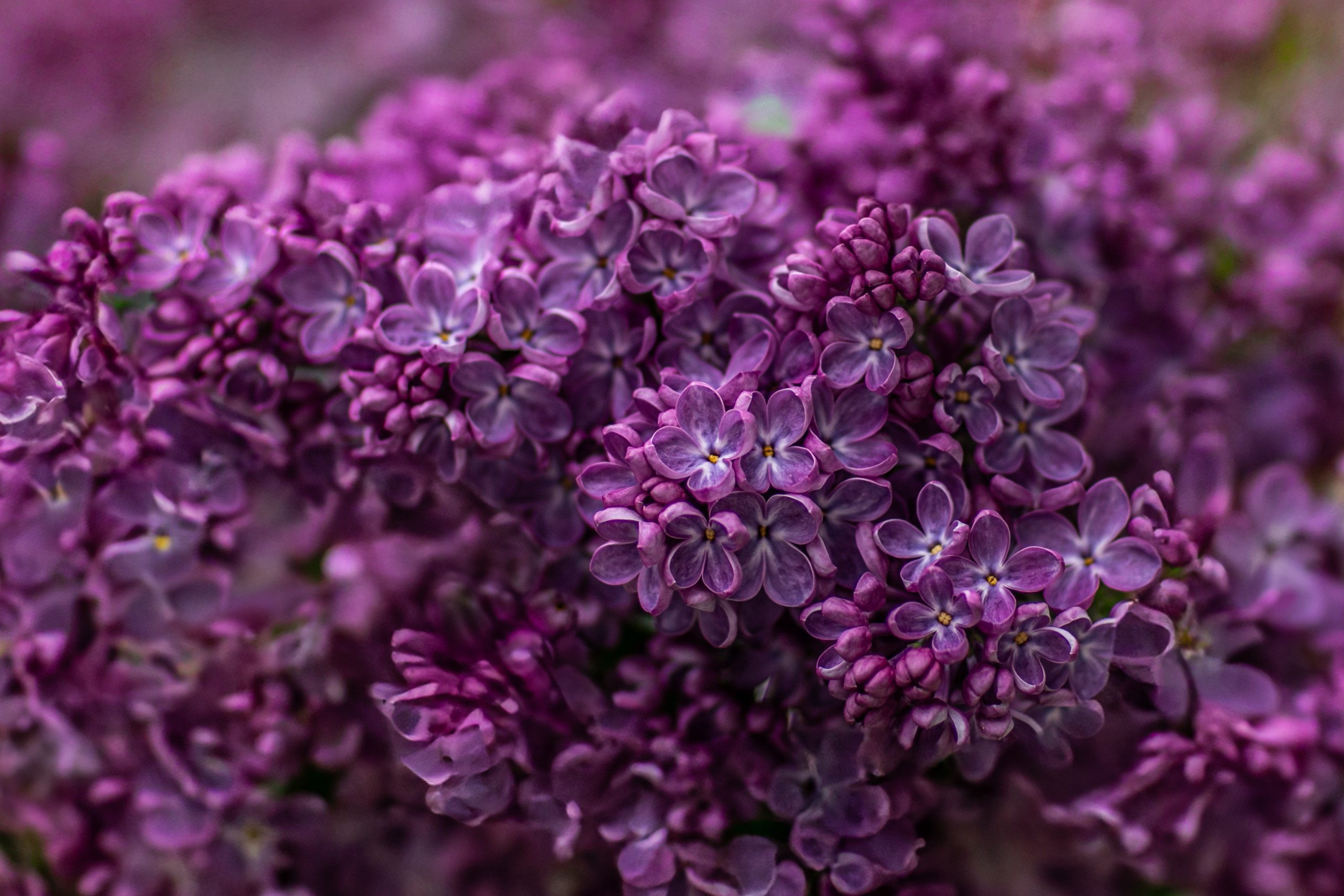 Главная. Фотограф Елена Вишневская (Ушакова) Нефтеюганск, Сургут, Тюмень