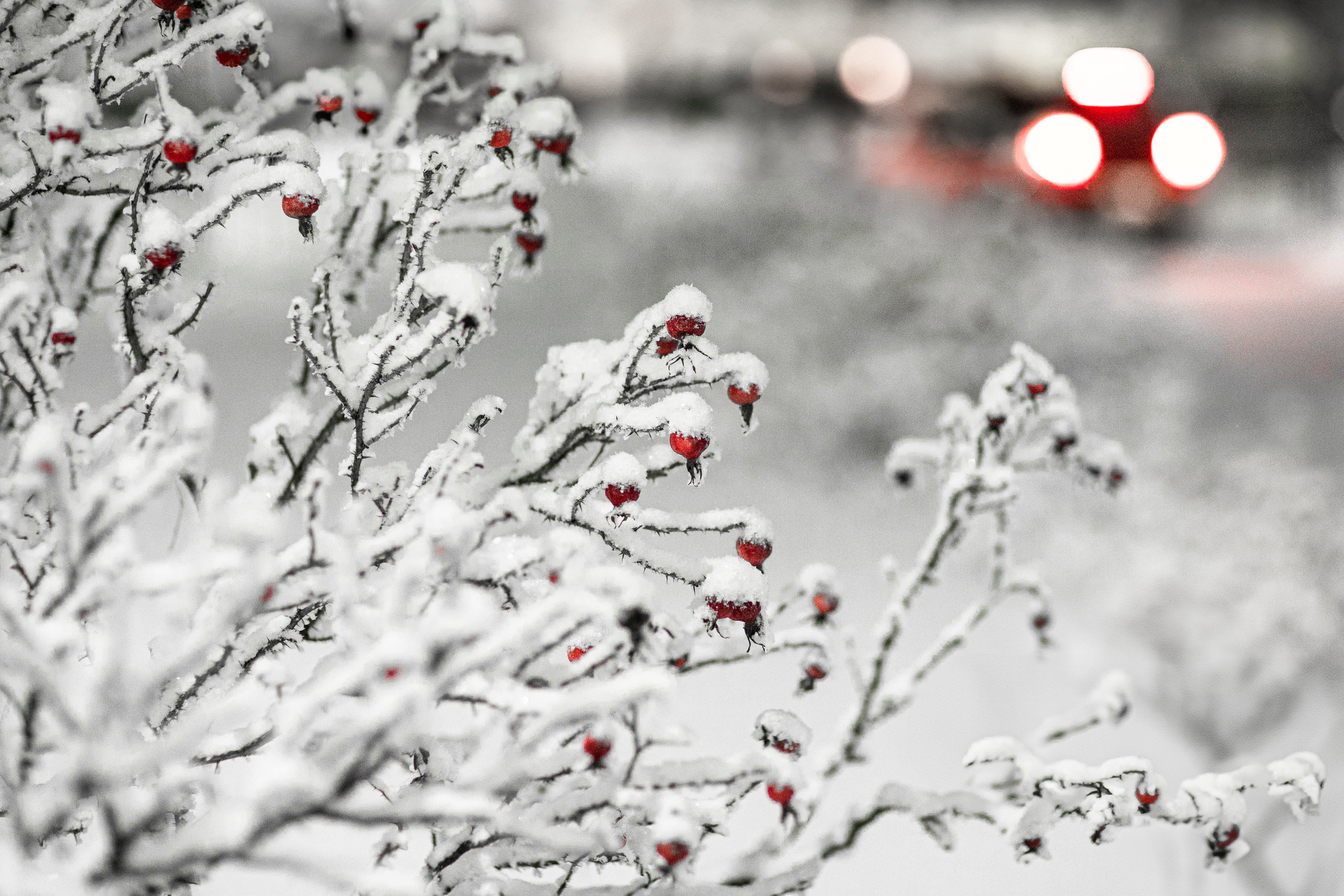 Времена года. Фотограф Елена Вишневская (Ушакова) Нефтеюганск, Сургут, Тюмень