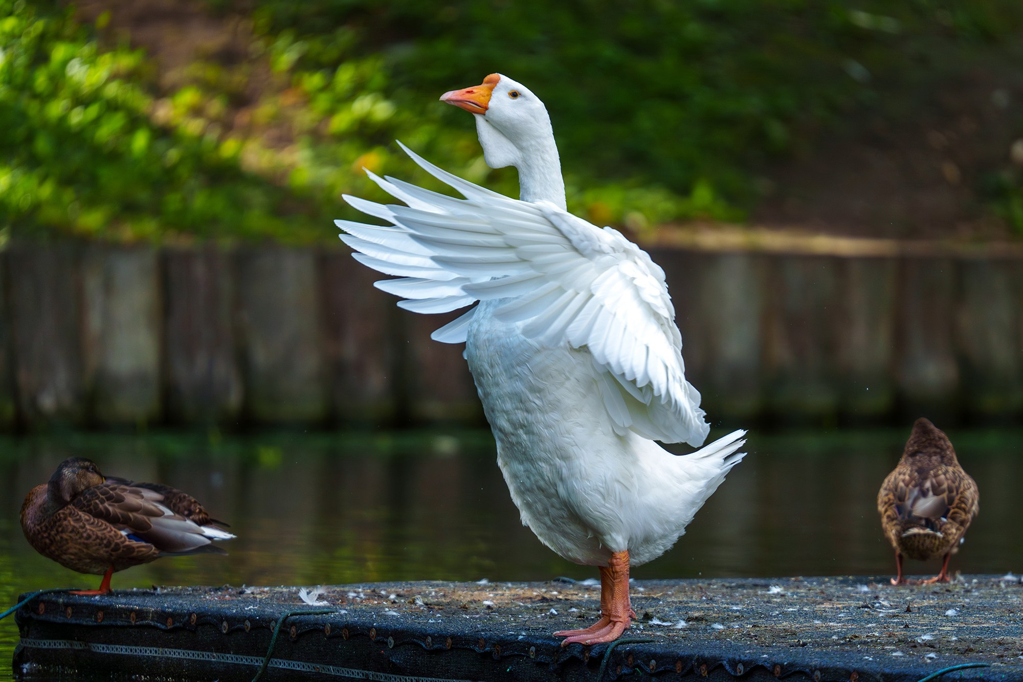 Удивительные мир птиц. Вокруг нас столько прекрасного — присмотритесь!. Ваш личный фотограф Марина Волкова