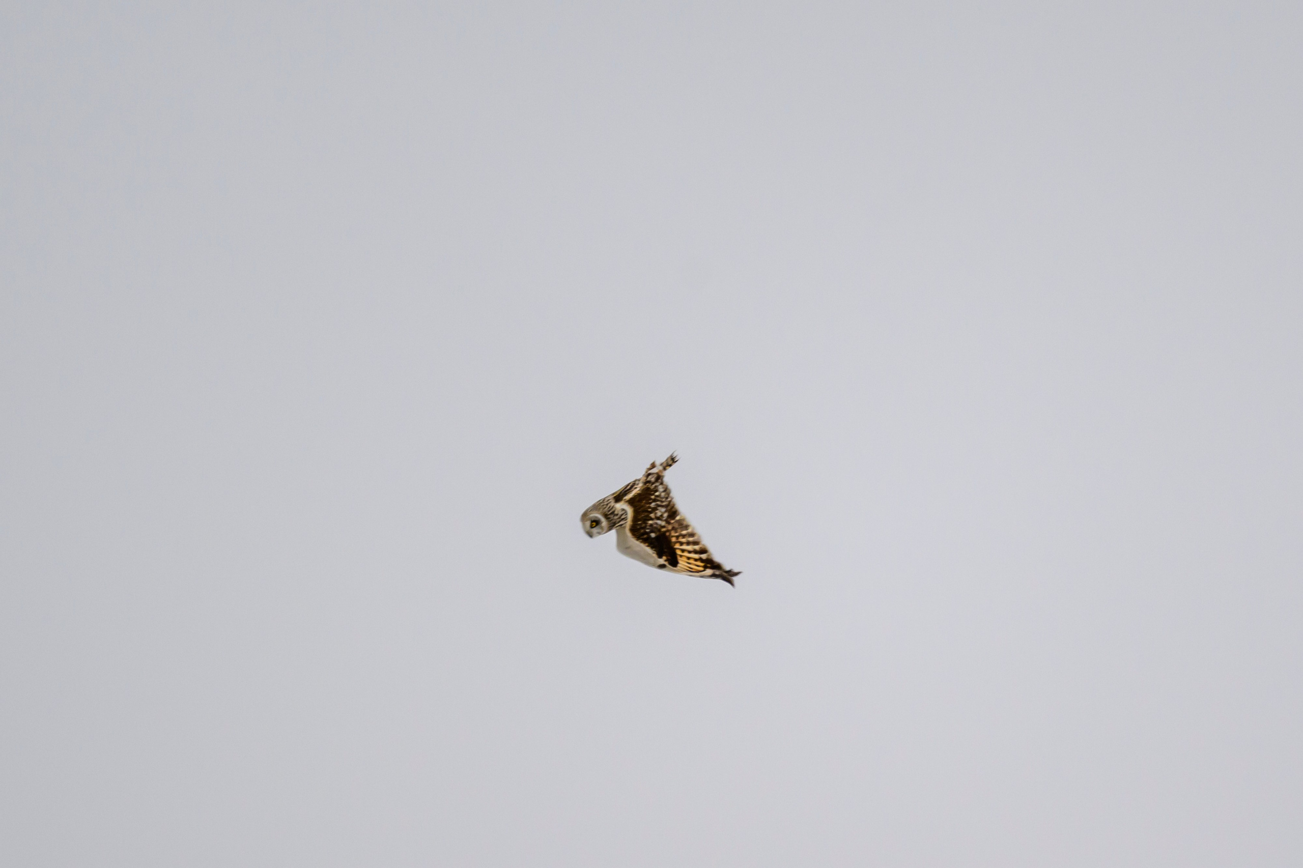 Болотная сова. Wildlife photography by Sergey Puponin