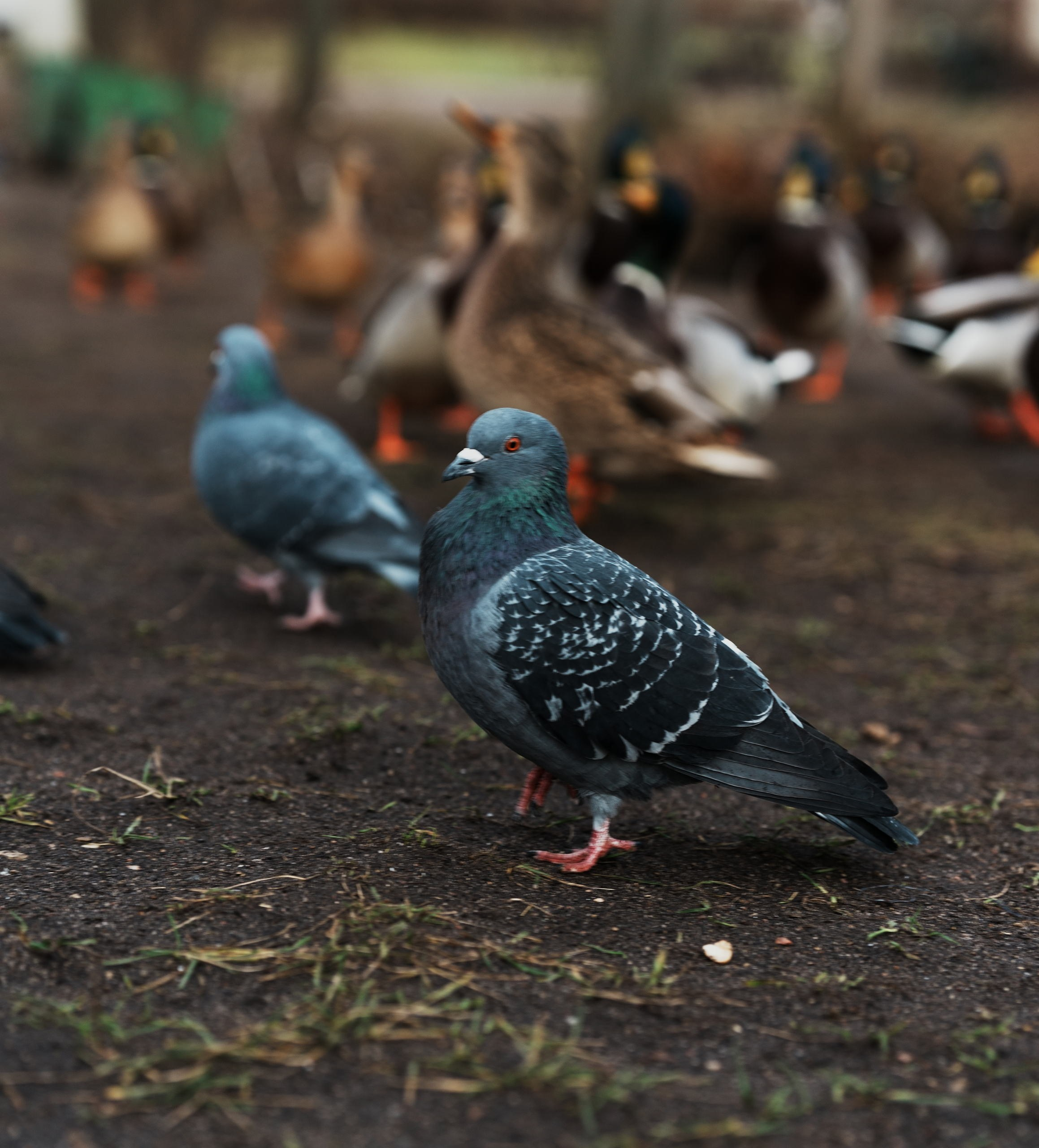 Остафьевская усадьба. Федор Ратчин — фотограф