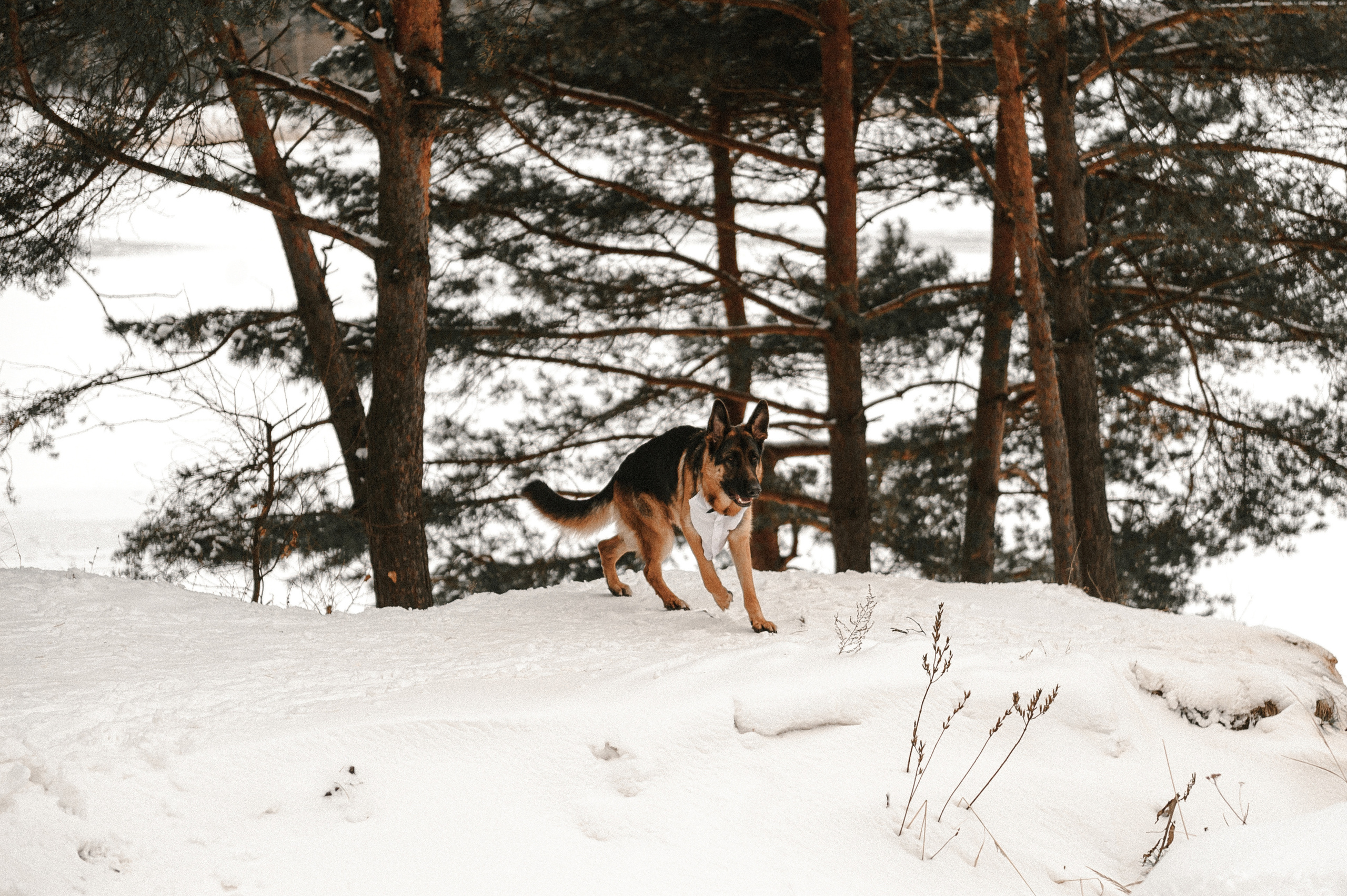 Яна и Гриша и BULLET. Свадебный фотограф в Ярославле и Москве Руслан Иософатов