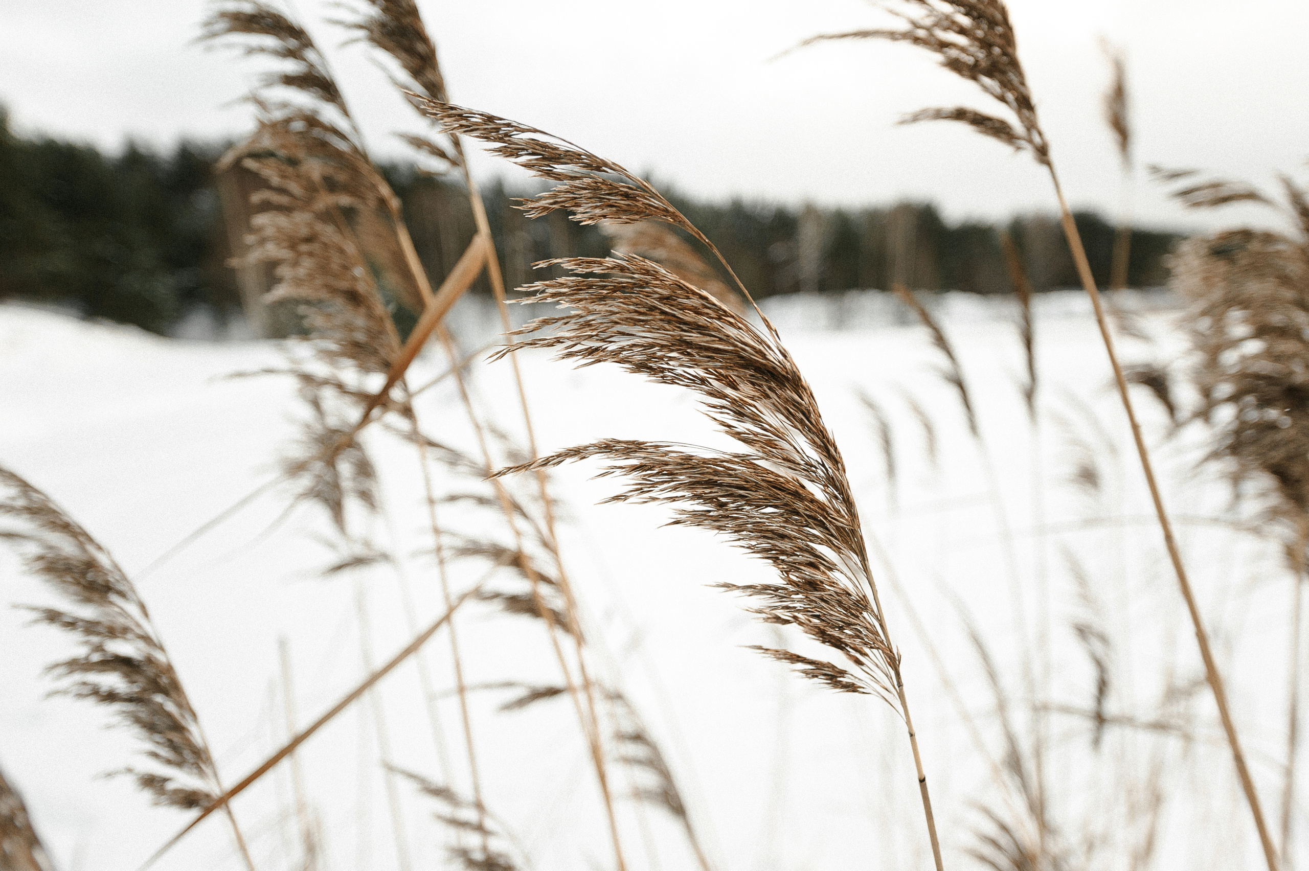 Яна и Гриша и BULLET. Свадебный фотограф в Ярославле и Москве Руслан Иософатов