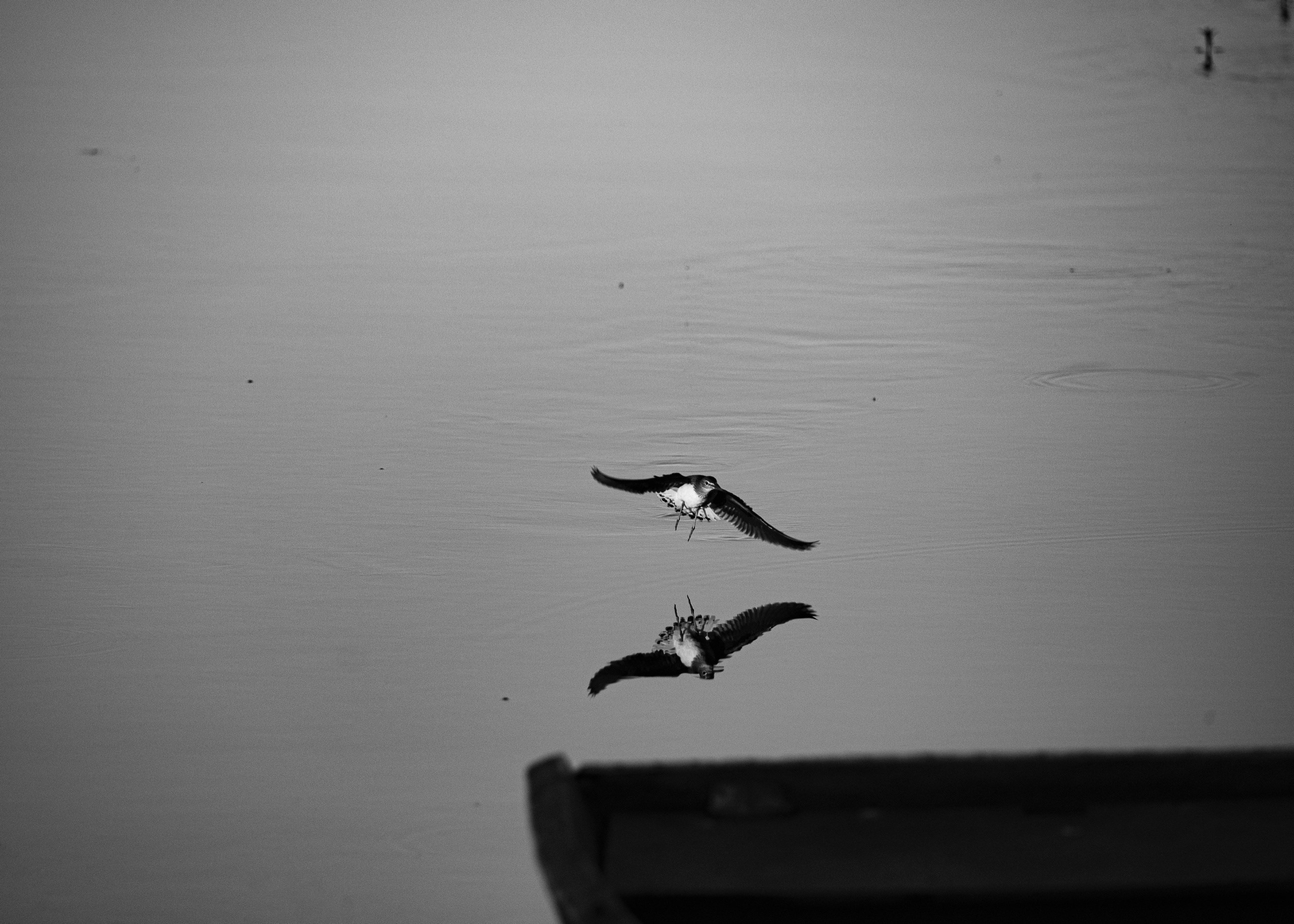 Ч.б. фотографии. Фотографии Лены Соколовой