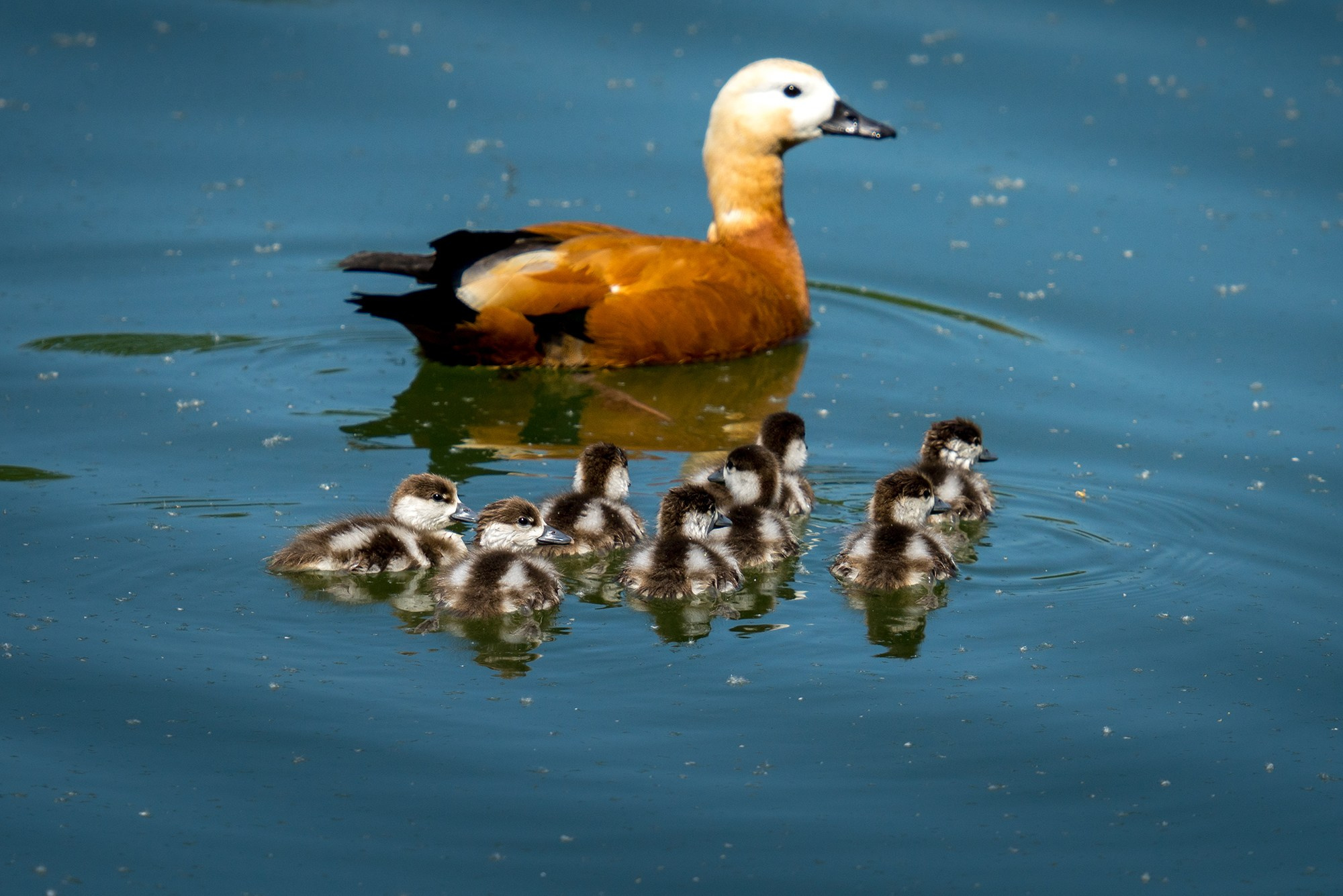 Удивительные мир птиц. Вокруг нас столько прекрасного — присмотритесь!. Ваш личный фотограф Марина Волкова
