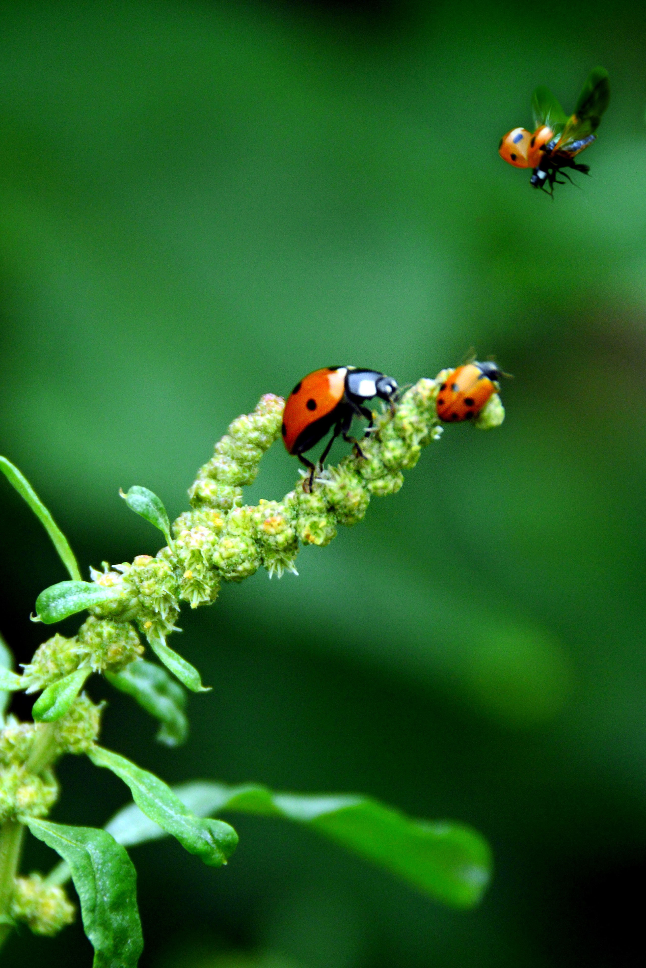 Природа. Главная