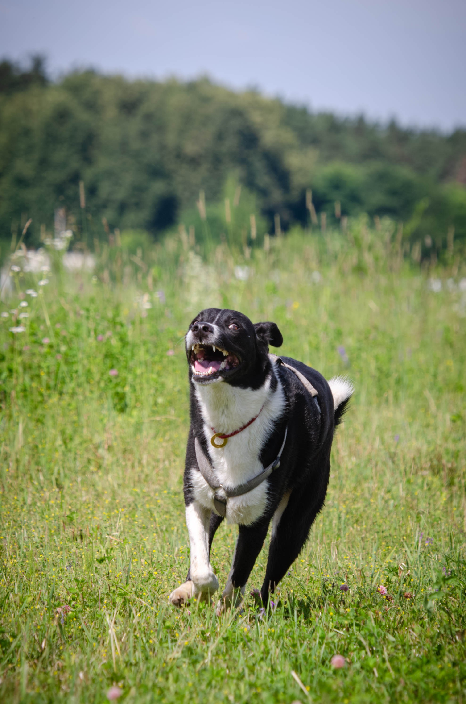 Прогулка (Лохин остров). Фотограф Светлана Блинова, Москва и Московская область