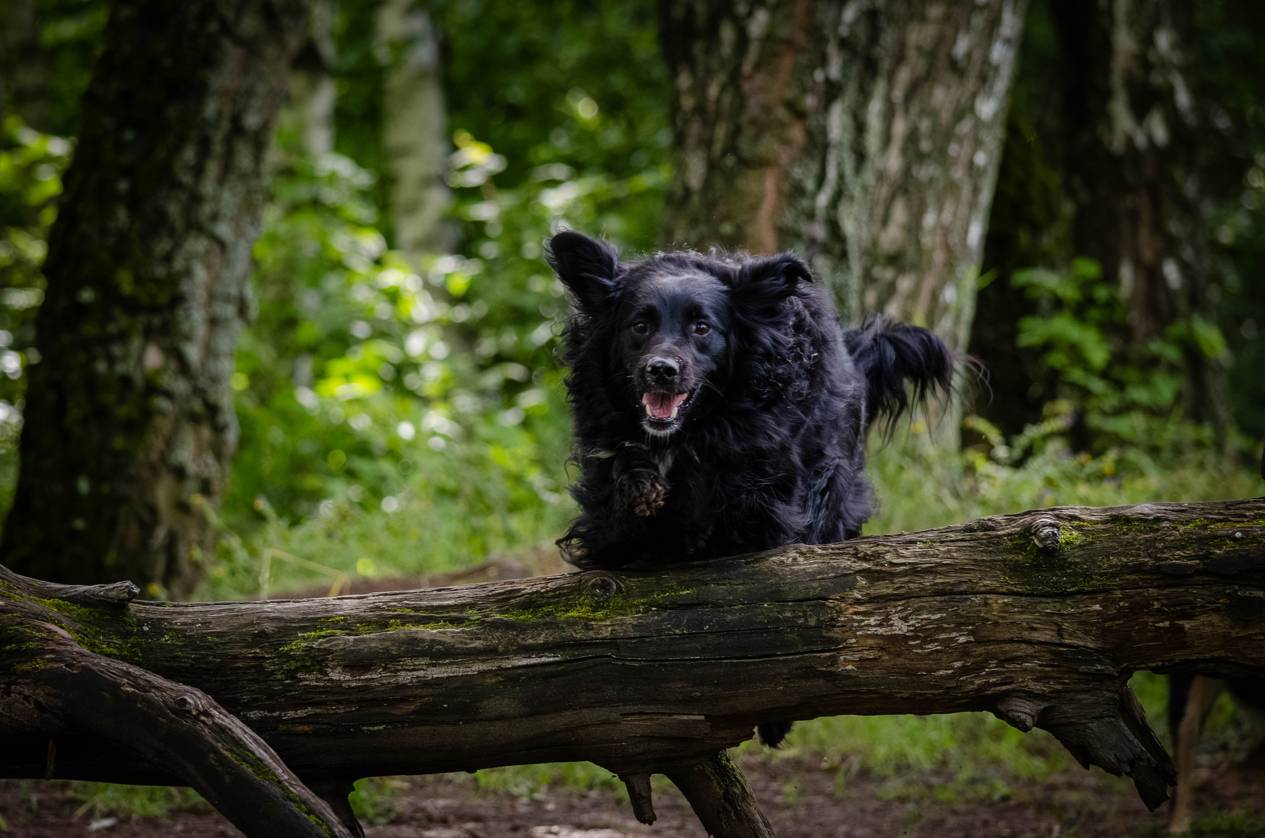 Том и Тося. Фотограф Светлана Блинова, Москва и Московская область