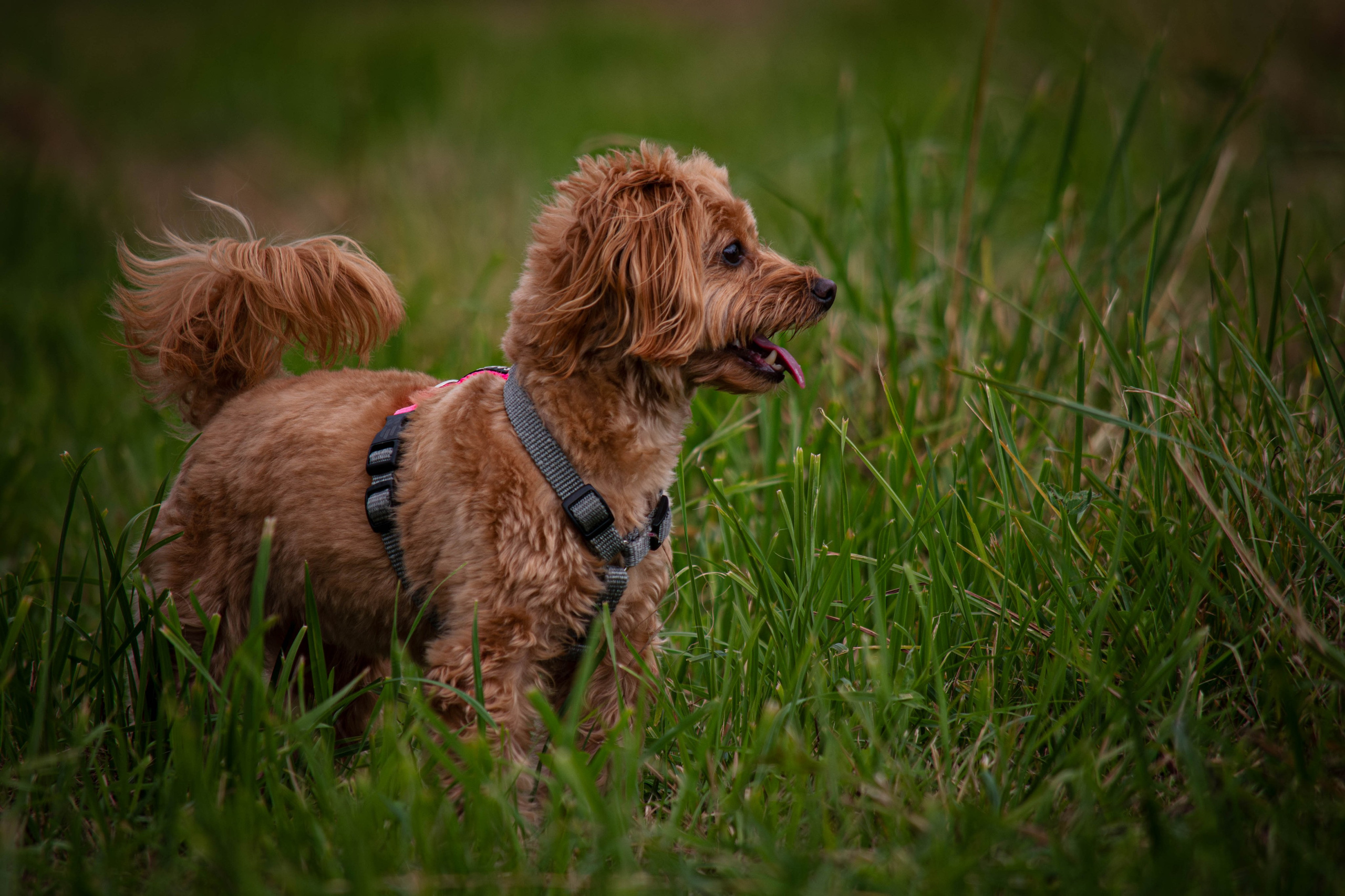 Прогулка в парке Митино. Фотограф Светлана Блинова, Москва и Московская область