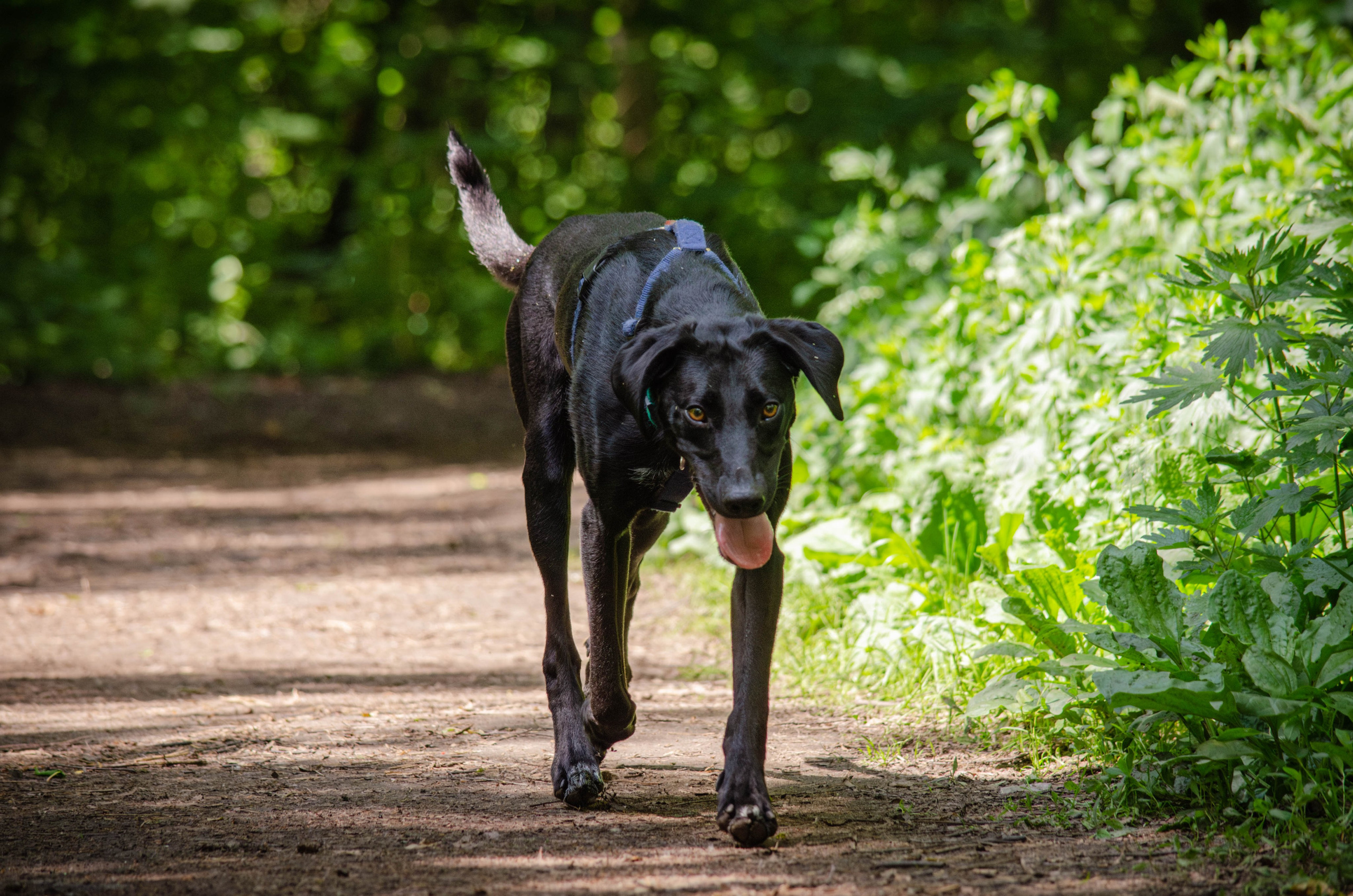 Мира и Барон. Фотограф Светлана Блинова, Москва и Московская область