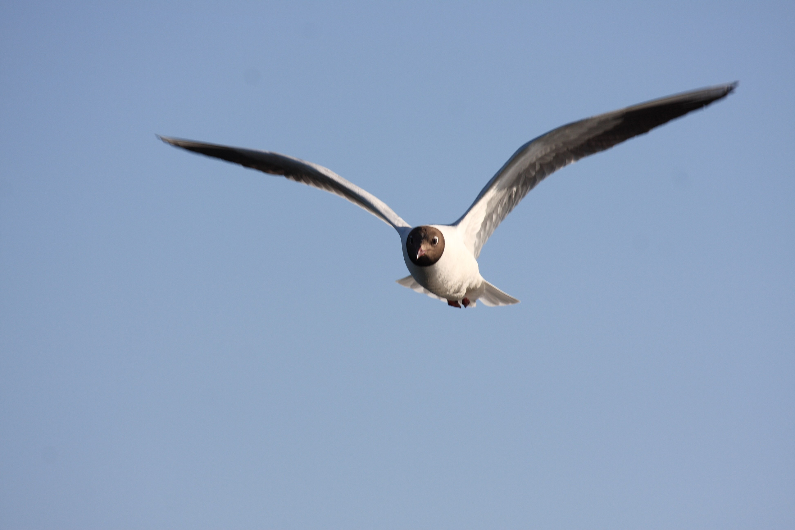 Фото Природы Забайкалья. Студия Максима Белослюдцева