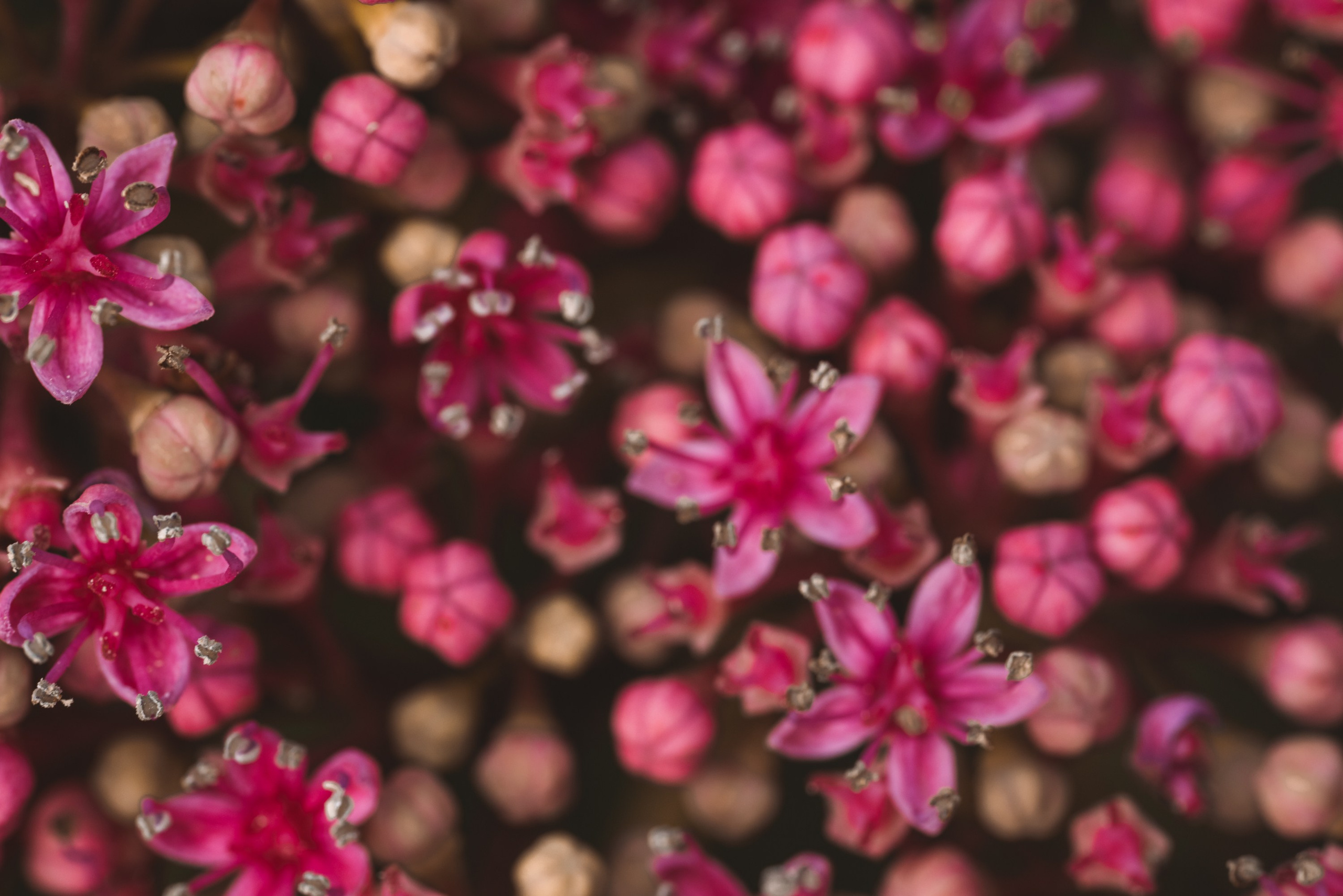 Macro. Фотограф на Юге России