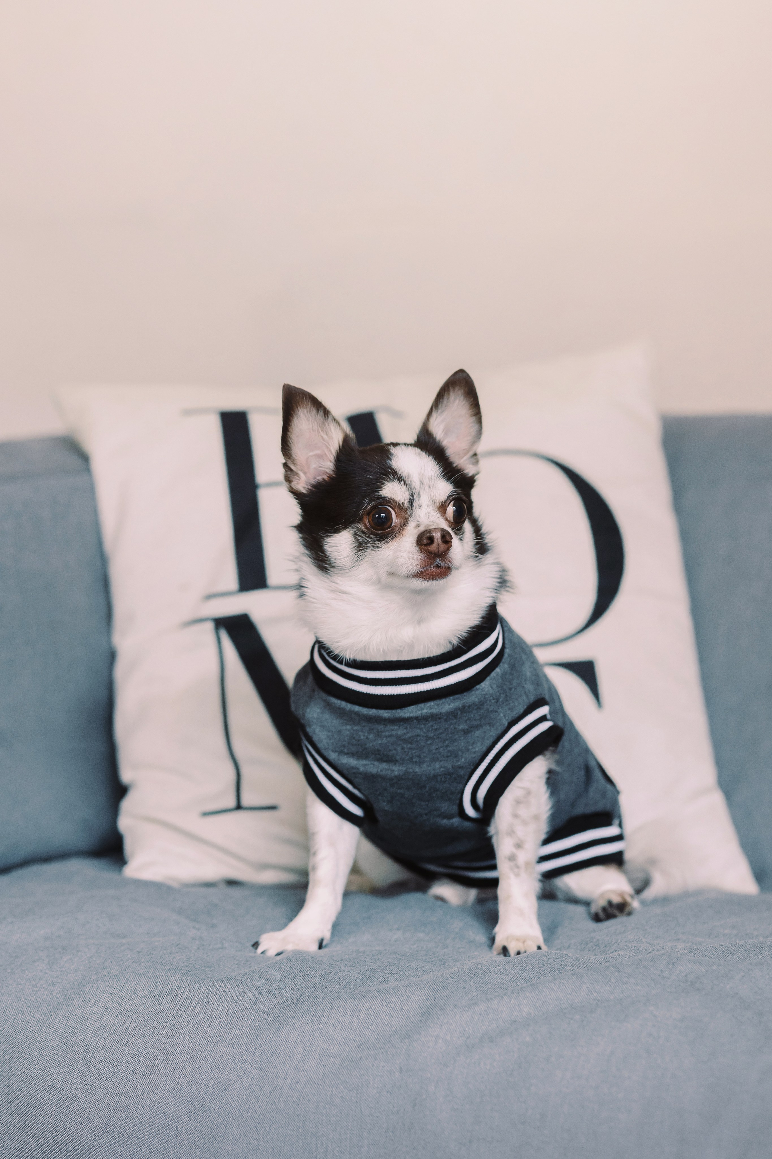 Магазин Friend of mine. Фотограф-анималист Елена Радченко, Москва